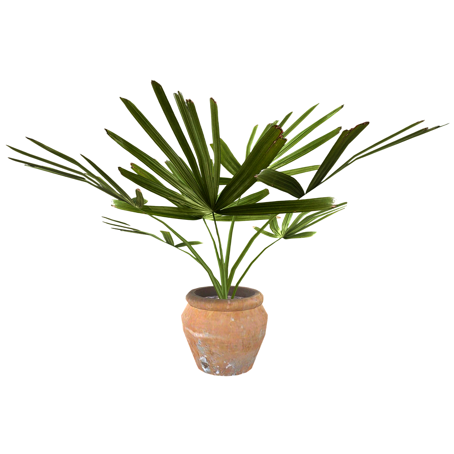 棕榈盆栽 | 盆栽,植物,棕榈,室内盆栽,盆栽植物,庭院盆栽,华盛顿棕榈,中国扇棕榈,棕竹,3D模型,3D打印,3D素材,obj,glTF,fbx,dae,stl,3ds,glb,usdz,3dmax,blender模型,VisionPro,3D建模,3D扫描,3d打印模型