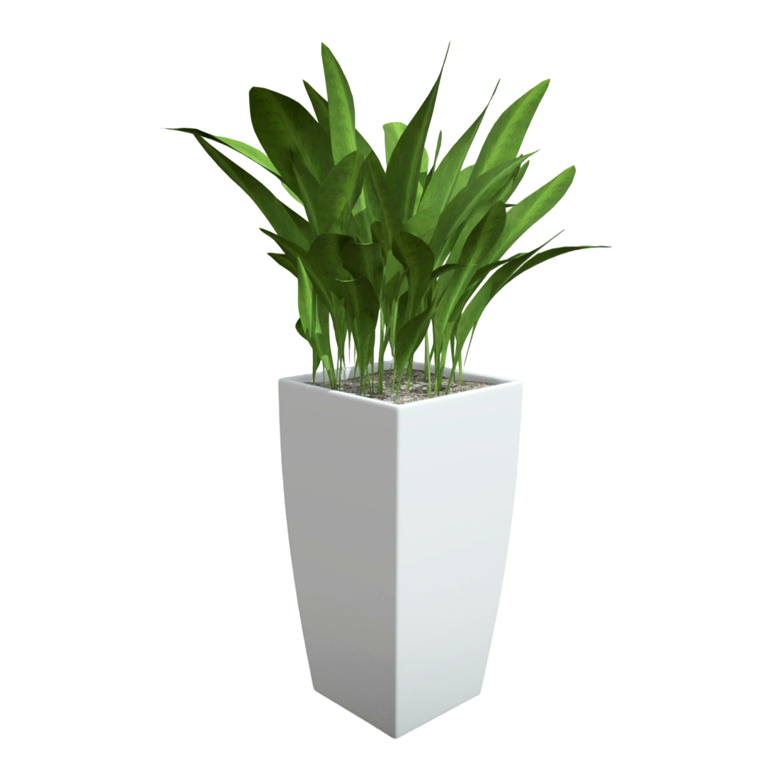 蜘蛛抱蛋植物盆栽（俗称“铸铁植物”） | 盆栽,花卉,植物,绿植,室内盆栽,室内绿植,观叶植物,观赏绿植,蜘蛛抱蛋,铸铁植物,3D模型,3D打印,3D素材,obj,glTF,fbx,dae,stl,3ds,glb,usdz,3dmax,blender模型,VisionPro,3D建模,3D扫描,3d打印模型