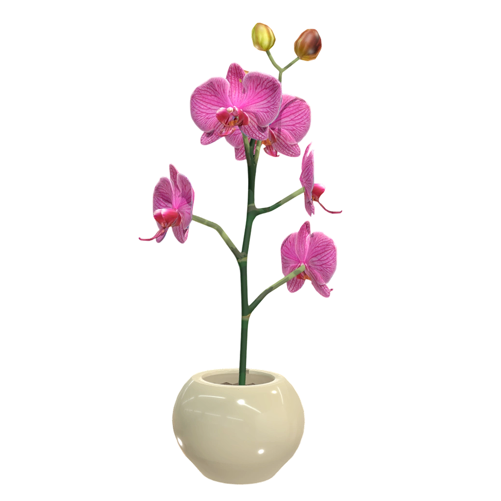 蝴蝶兰盆栽 | 盆栽,花卉,花卉3D模型,蝴蝶兰,室内盆栽,兰花,观赏花卉,蝶兰,蝴蝶兰盆栽,蝴蝶兰3D,3D模型,3D打印,3D素材,obj,glTF,fbx,dae,stl,3ds,glb,usdz,3dmax,blender模型,VisionPro,3D建模,3D扫描,3d打印模型