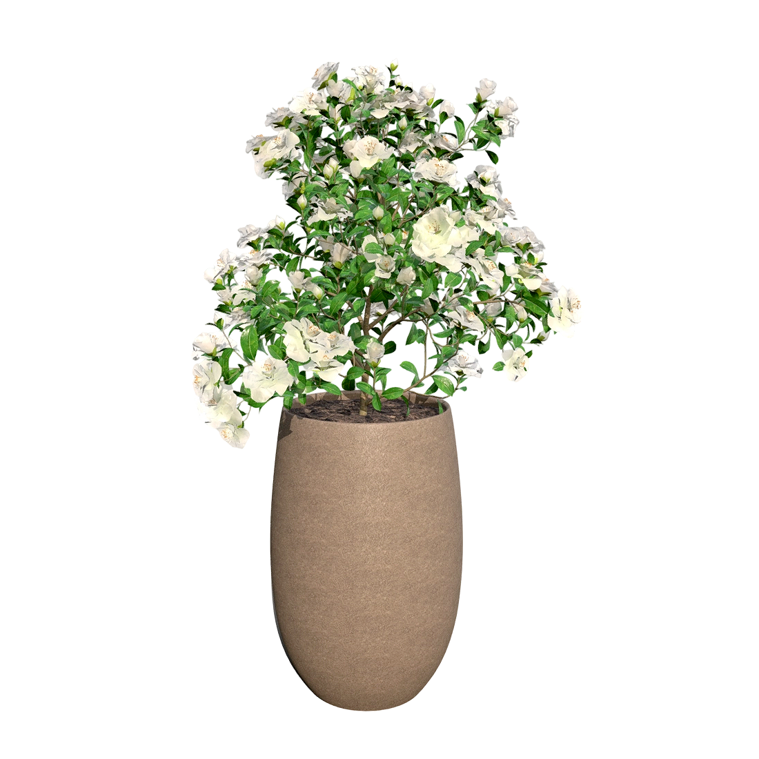 栀子花盆栽 | 盆栽,花卉,室内盆栽,观赏花卉,山茶花,栀子花,3D模型,3D打印,3D素材,obj,glTF,fbx,dae,stl,3ds,glb,usdz,3dmax,blender模型,VisionPro,3D建模,3D扫描,3d打印模型