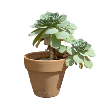 多肉盆栽植物
