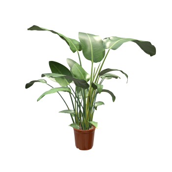 天堂鸟植物（鹤望兰）