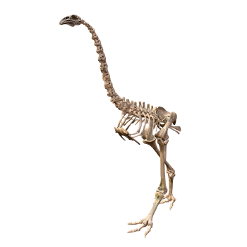 恐鸟的骨骼