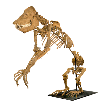 爱德华氏巨狐猴的骨架