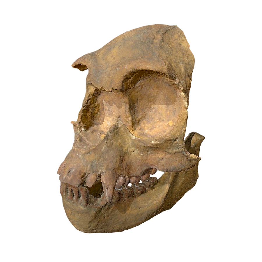 森林古猿的头骨化石 | 骨骼,头骨,头骨化石,化石,动物化石,动物头骨,森林古猿,古猿,原康修尔猿,类人猿,3D模型,3D打印,3D素材,obj,glTF,fbx,dae,stl,3ds,glb,usdz,3dmax,blender模型,VisionPro,3D建模,3D扫描,3d打印模型