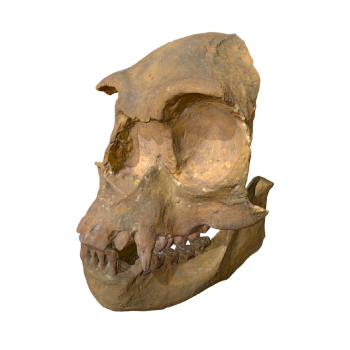 森林古猿的头骨化石