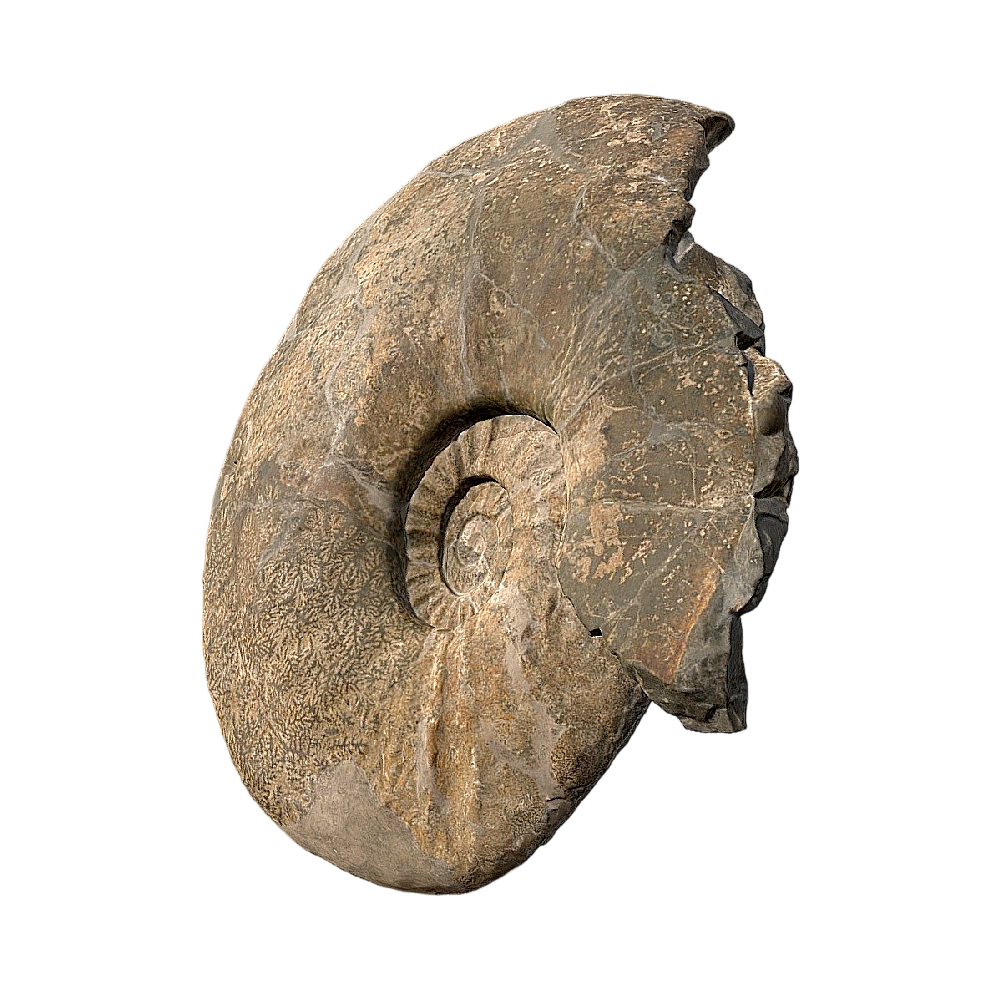 菊石化石 | 白垩纪,三维扫描,菊石,菊石化石,化石,化石标本,标本,地质学,三叠纪,菊石标本,3D模型,3D打印,3D素材,obj,glTF,fbx,dae,stl,3ds,glb,usdz,3dmax,blender模型,VisionPro,3D建模,3D扫描,3d打印模型