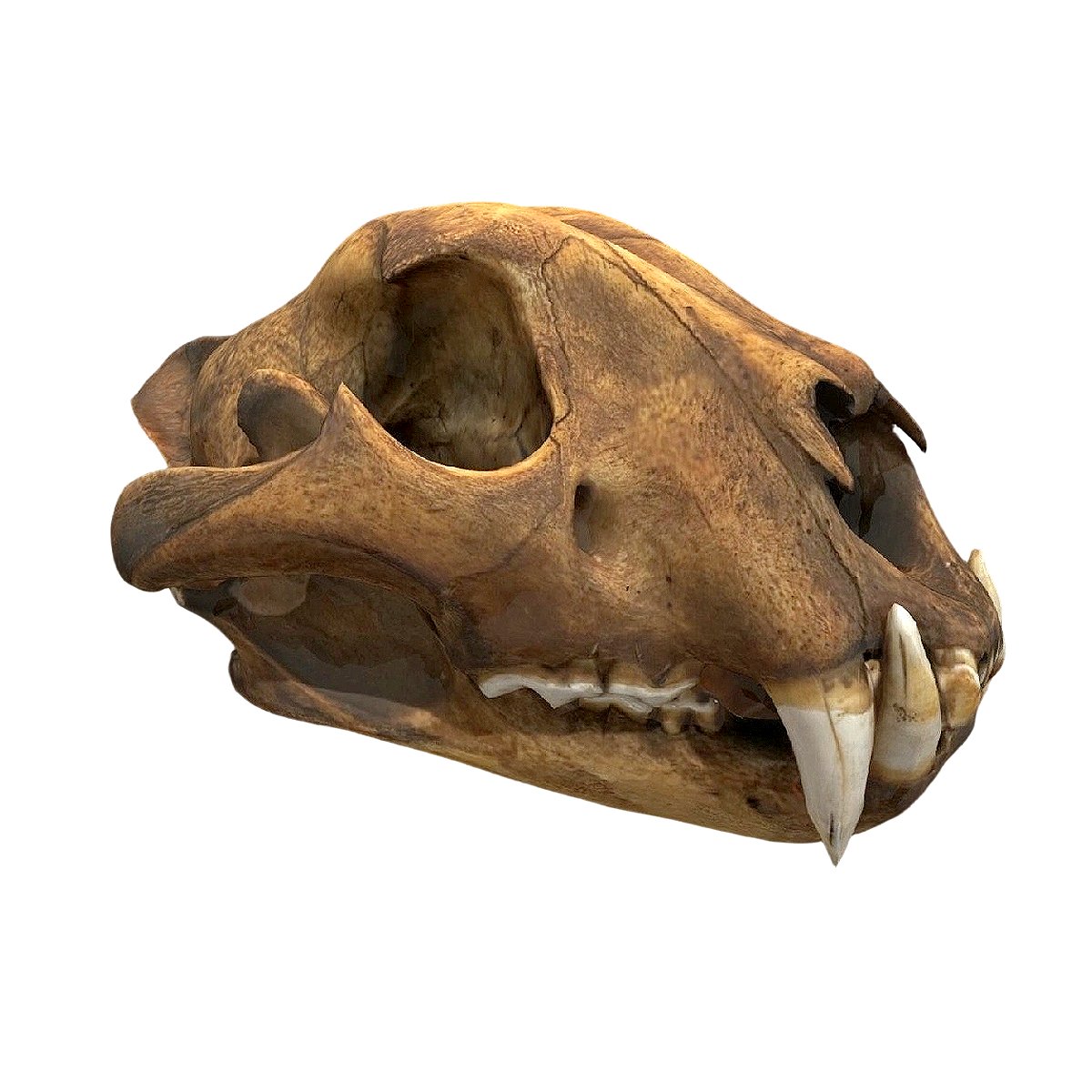 袋狮的头骨模型 | 头骨,动物头骨,动物标本,头骨标本,澳大利亚,袋狮,头骨模型,袋狮头骨,袋狮标本,3D模型,3D打印,3D素材,obj,glTF,fbx,dae,stl,3ds,glb,usdz,3dmax,blender模型,VisionPro,3D建模,3D扫描,3d打印模型