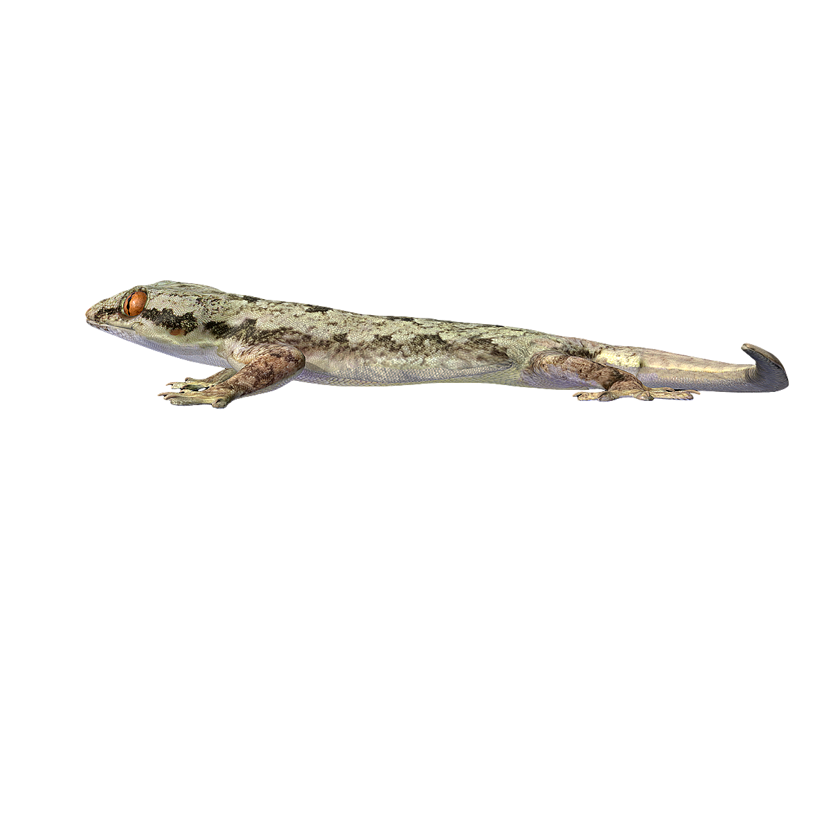 壁虎 | 壁虎,仙蟾,天龙,五毒,三有”保护动物,守宫,爬墙虎,檐蛇,檐龙,爬壁虎,3D模型,3D打印,3D素材,obj,glTF,fbx,dae,stl,3ds,glb,usdz,3dmax,blender模型,VisionPro,3D建模,3D扫描,3d打印模型