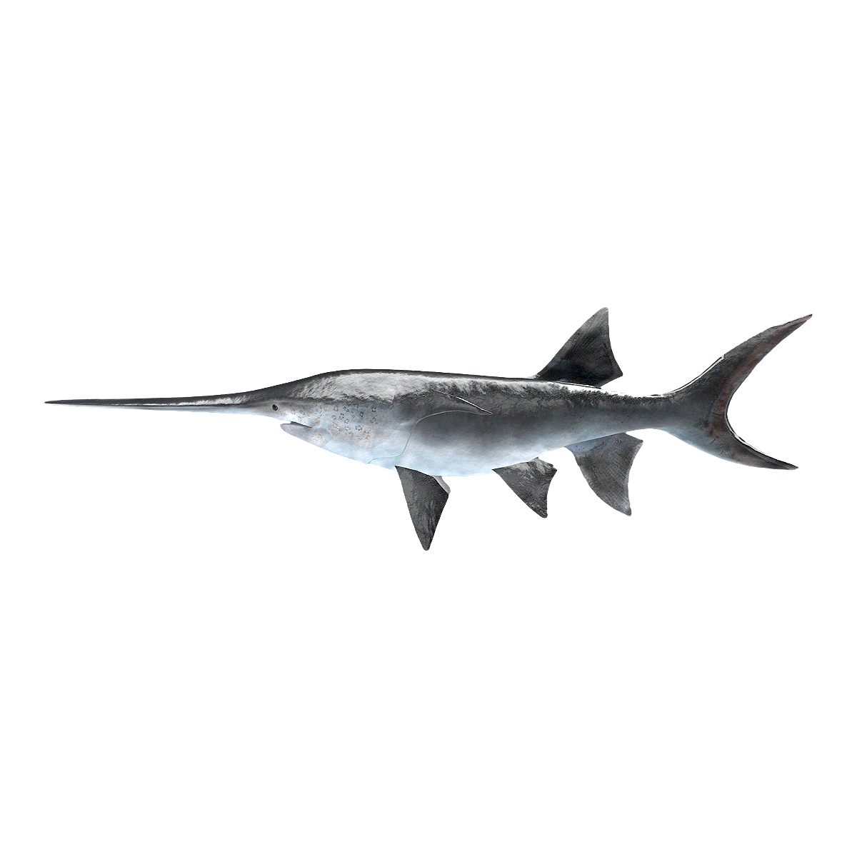 鸭嘴鲟 | 海产,匙吻鲟,鸭嘴鲟,广温性鱼类,软骨鱼类,滤食性鱼类,鱼子酱,鲟鱼,淡水鱼,白鲟,3D模型,3D打印,3D素材,obj,glTF,fbx,dae,stl,3ds,glb,usdz,3dmax,blender模型,VisionPro,3D建模,3D扫描,3d打印模型