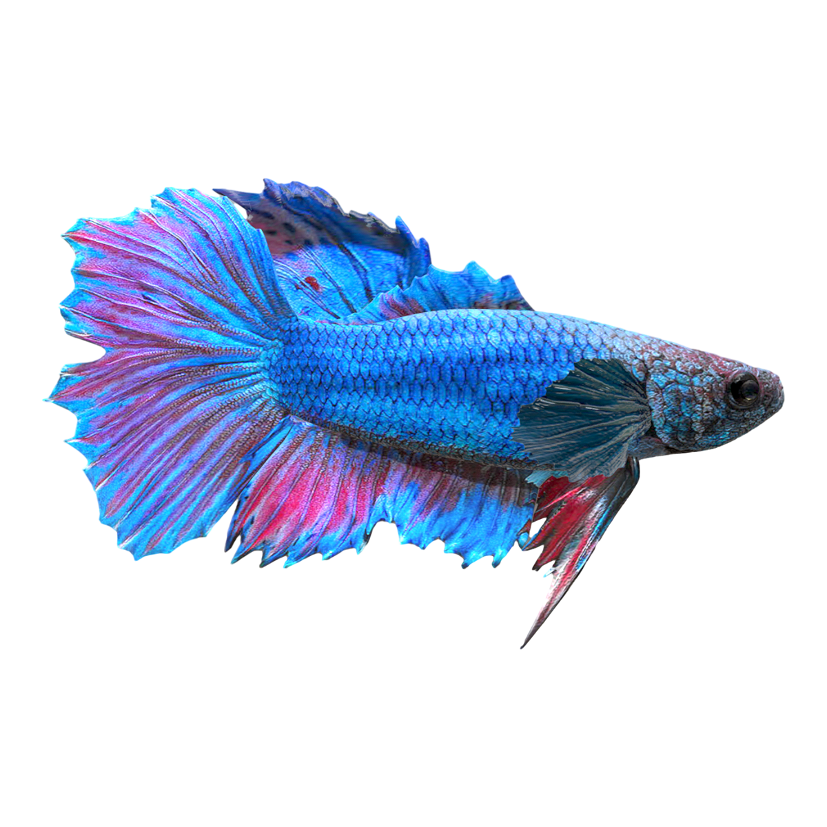 孔雀鱼 | 观赏鱼,孔雀鱼,凤尾鱼,彩虹花鳉,虹鳉,古比鱼,常见的观赏鱼品种,水族品种,孔雀鱼图片,3D模型,3D打印,3D素材,obj,glTF,fbx,dae,stl,3ds,glb,usdz,3dmax,blender模型,VisionPro,3D建模,3D扫描,3d打印模型