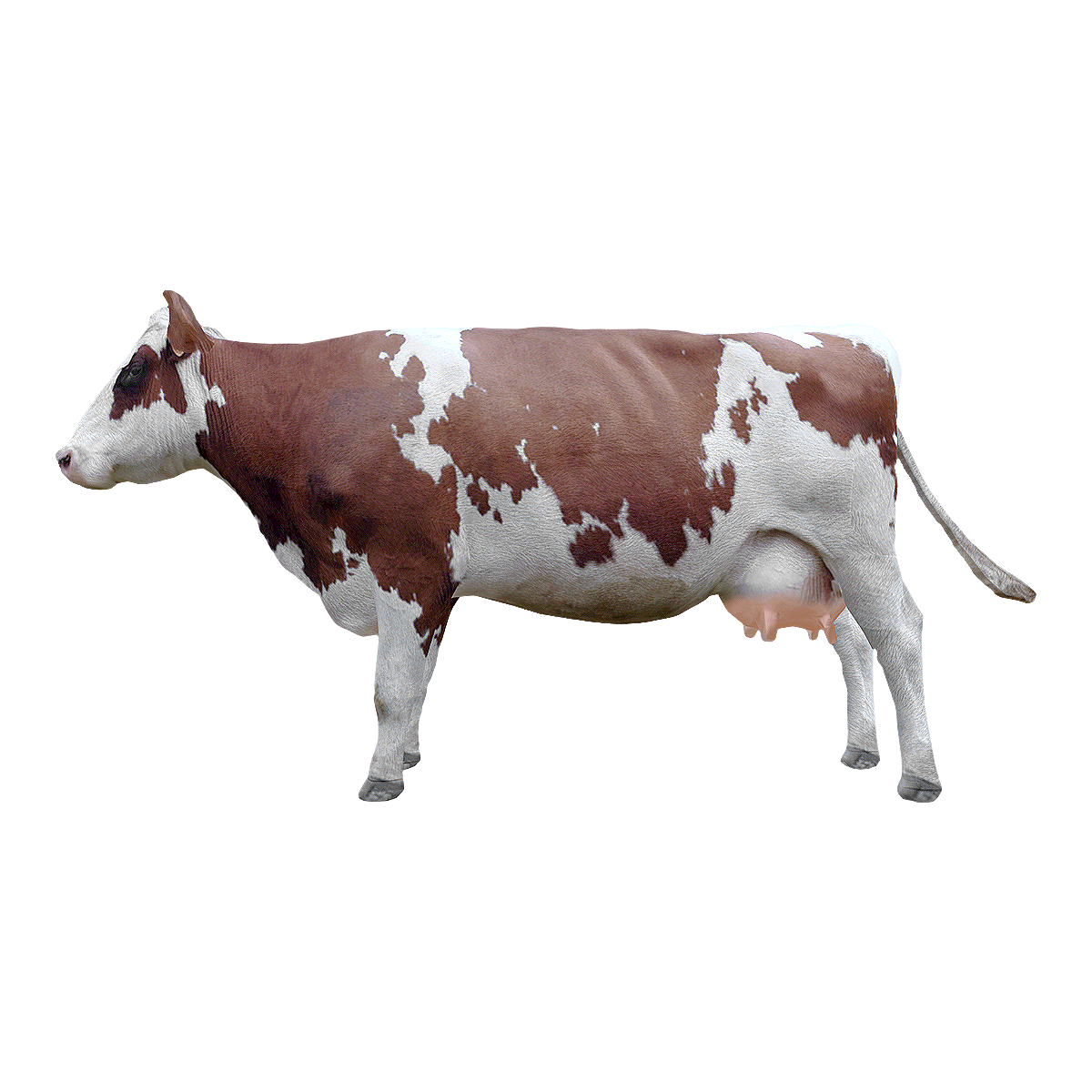 母牛 | 牛,母牛,雌性牛,亚科亚属动物,奶牛,牛奶,黄牛,母牛图片,奶牛图片,牲口,3D模型,3D打印,3D素材,obj,glTF,fbx,dae,stl,3ds,glb,usdz,3dmax,blender模型,VisionPro,3D建模,3D扫描,3d打印模型