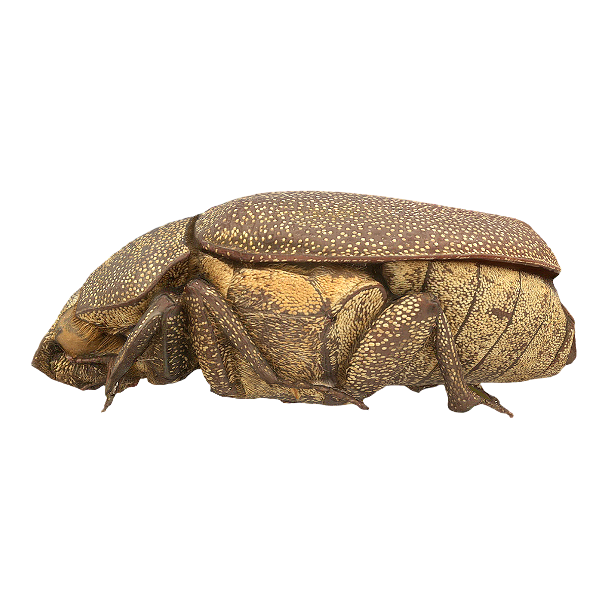 大云鳃金龟 | 昆虫,节肢动物,金龟,金龟子,臭龟子,大云鳃金龟,鳃金龟,鳃金龟科,大云鳃金龟图片,金龟属,3D模型,3D打印,3D素材,obj,glTF,fbx,dae,stl,3ds,glb,usdz,3dmax,blender模型,VisionPro,3D建模,3D扫描,3d打印模型