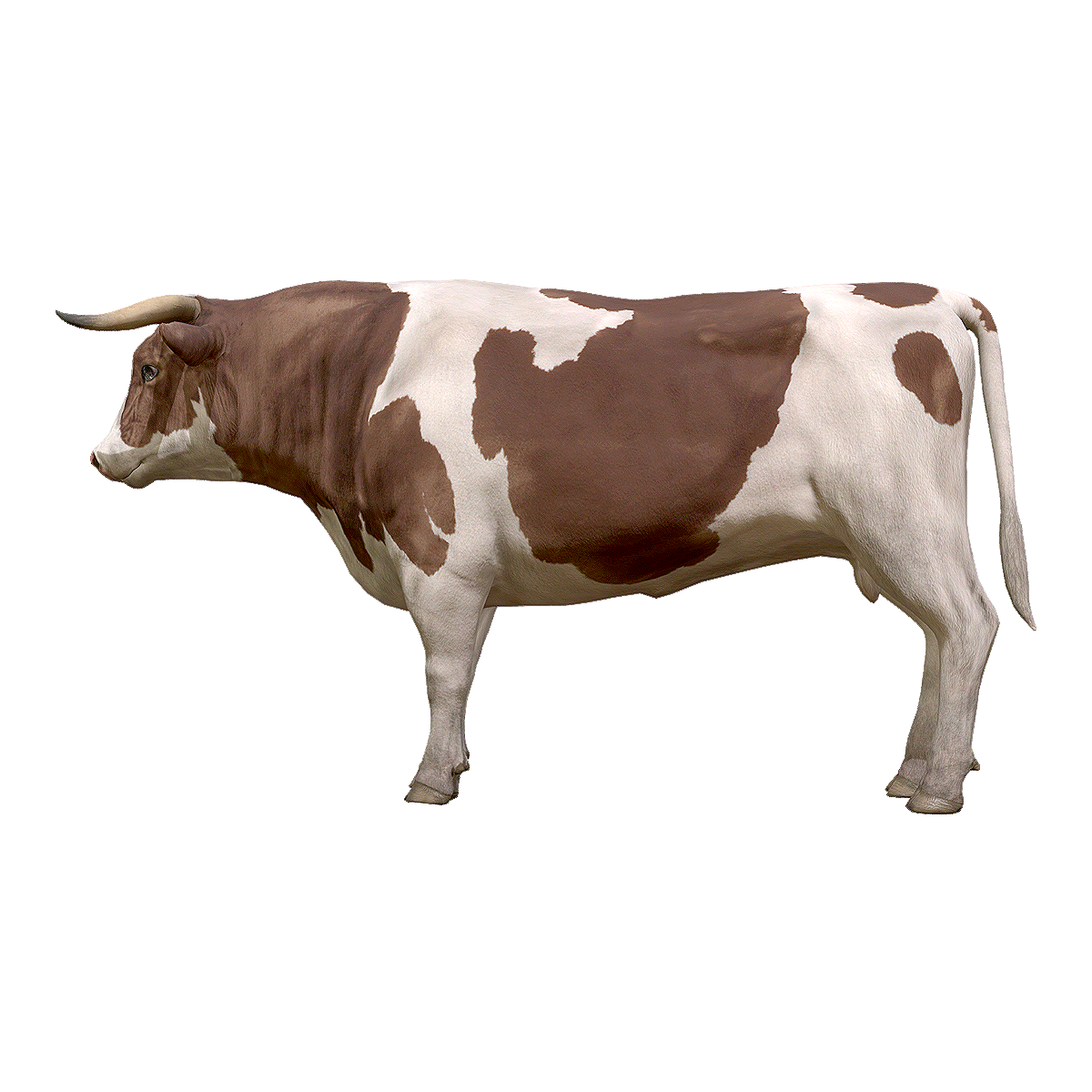 种公牛 | 公牛,牛,黄牛,牲口,种公牛,牲畜,公牛图片,家牛,欧洲牛,黄牛图片,3D模型,3D打印,3D素材,obj,glTF,fbx,dae,stl,3ds,glb,usdz,3dmax,blender模型,VisionPro,3D建模,3D扫描,3d打印模型