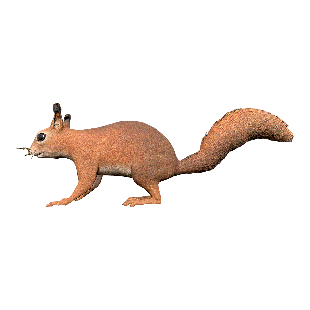 松鼠 | 杂食动物,松鼠,中国物种红色名录,常见的冬眠动物,树鼠,三有保护动物,动物界的