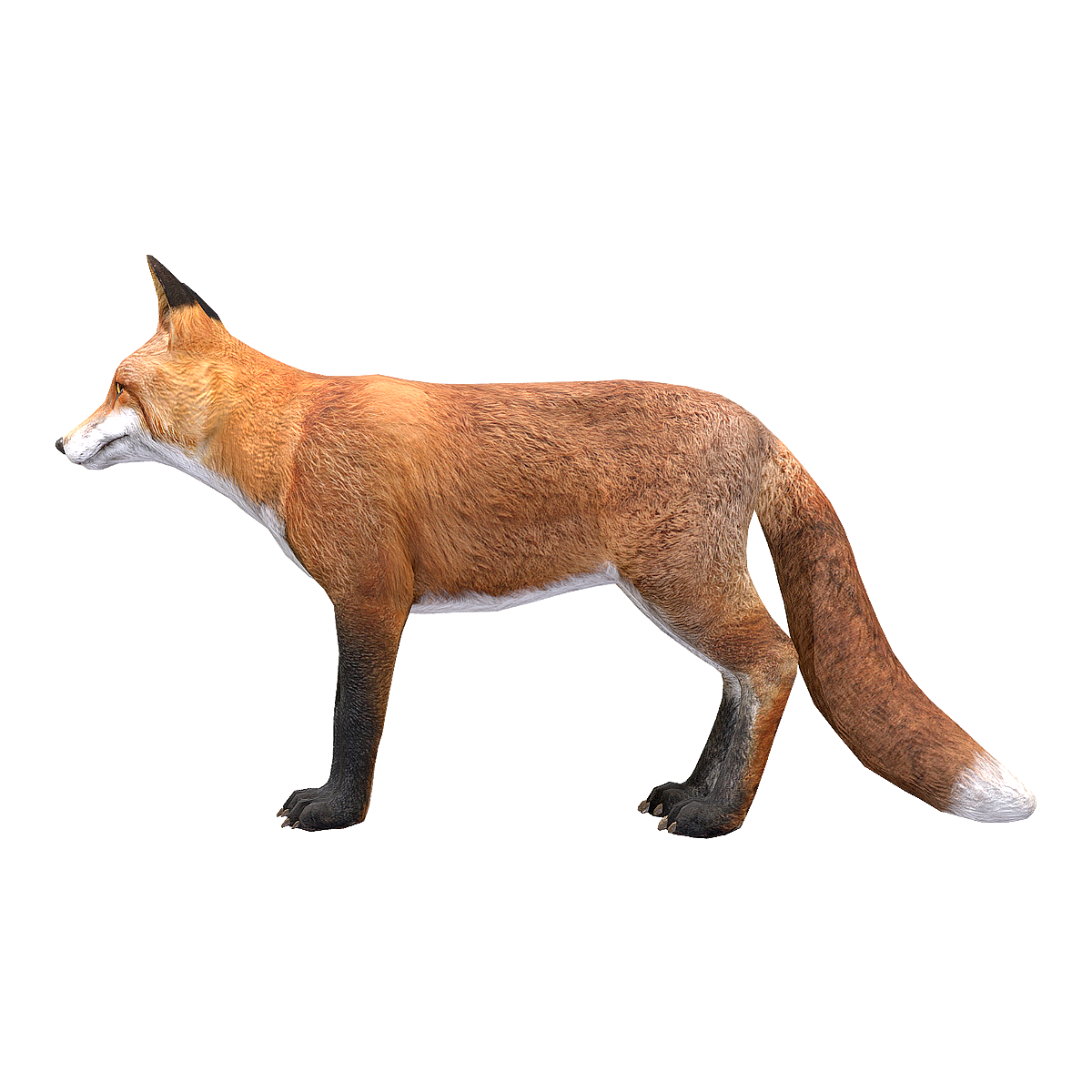 狐狸（雄） | 狐狸,狐属动物,狐,会传播狂犬病的动物,鞘翅目锹甲科锹形虫天敌,狐狸图片,红狐,草狐,沙狐,“三有”保护动物,3D模型,3D打印,3D素材,obj,glTF,fbx,dae,stl,3ds,glb,usdz,3dmax,blender模型,VisionPro,3D建模,3D扫描,3d打印模型