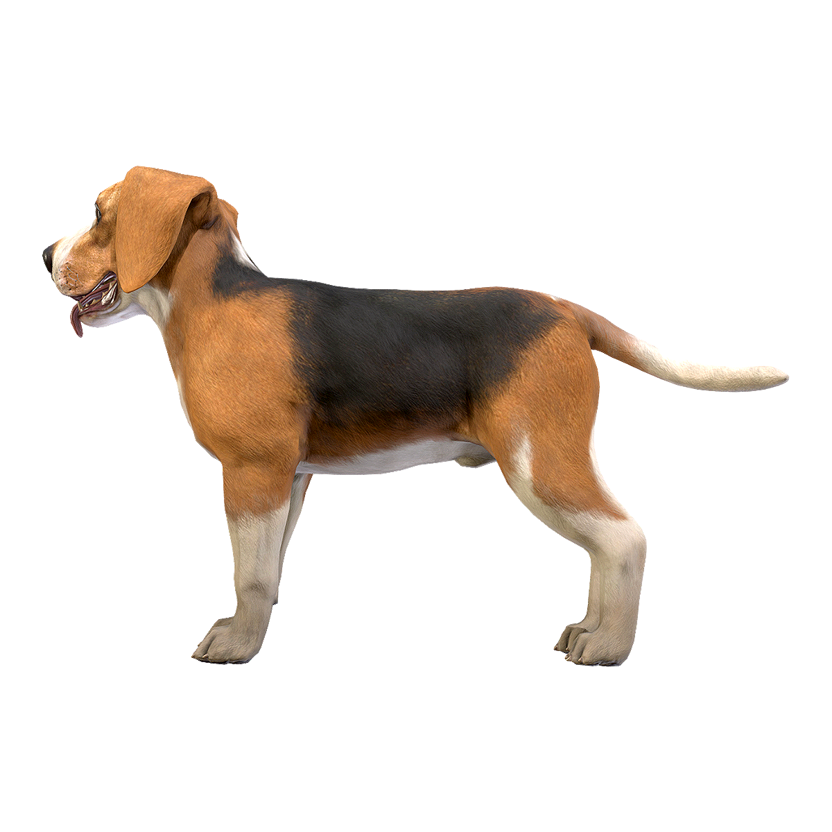 比格犬 | 宠物狗,宠物犬品种,中型犬,米格鲁猎兔犬,比格犬,猎兔犬,中型宠物犬,常见的狩猎犬品种,比格犬图片,嗅觉灵敏的狗,3D模型,3D打印,3D素材,obj,glTF,fbx,dae,stl,3ds,glb,usdz,3dmax,blender模型,VisionPro,3D建模,3D扫描,3d打印模型