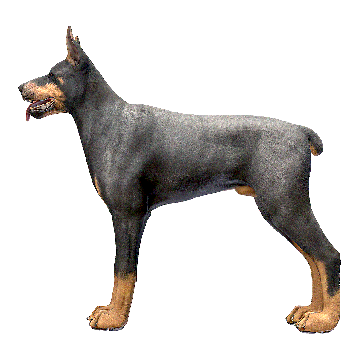 杜宾犬 | 常见的警犬品种,世界著名犬种,笃宾犬,多伯曼犬,多伯曼平犬,杜宾犬,大型宠物犬,护卫犬,禁养的狗狗品种,德国本土特有犬种,3D模型,3D打印,3D素材,obj,glTF,fbx,dae,stl,3ds,glb,usdz,3dmax,blender模型,VisionPro,3D建模,3D扫描,3d打印模型