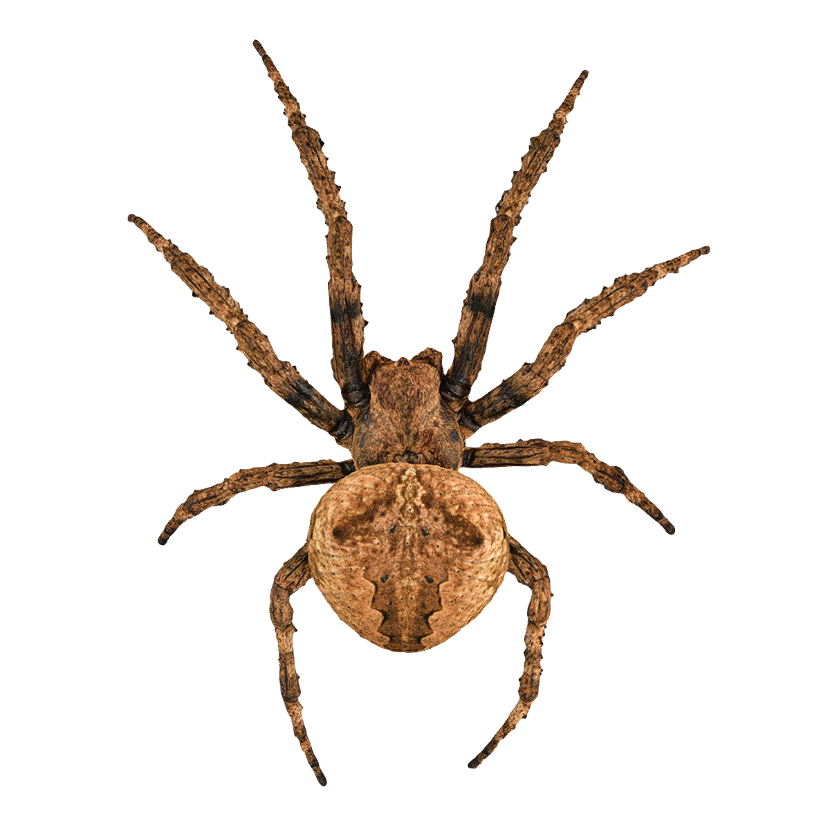 园蛛 | 蜘蛛,蛛形纲动物,圆蛛,大腹园蛛,大腹园蛛图片,中国分布的园蛛属动物,常见的室内蜘蛛,中型圆网蜘蛛,黑蜘蛛,园蛛图片,3D模型,3D打印,3D素材,obj,glTF,fbx,dae,stl,3ds,glb,usdz,3dmax,blender模型,VisionPro,3D建模,3D扫描,3d打印模型