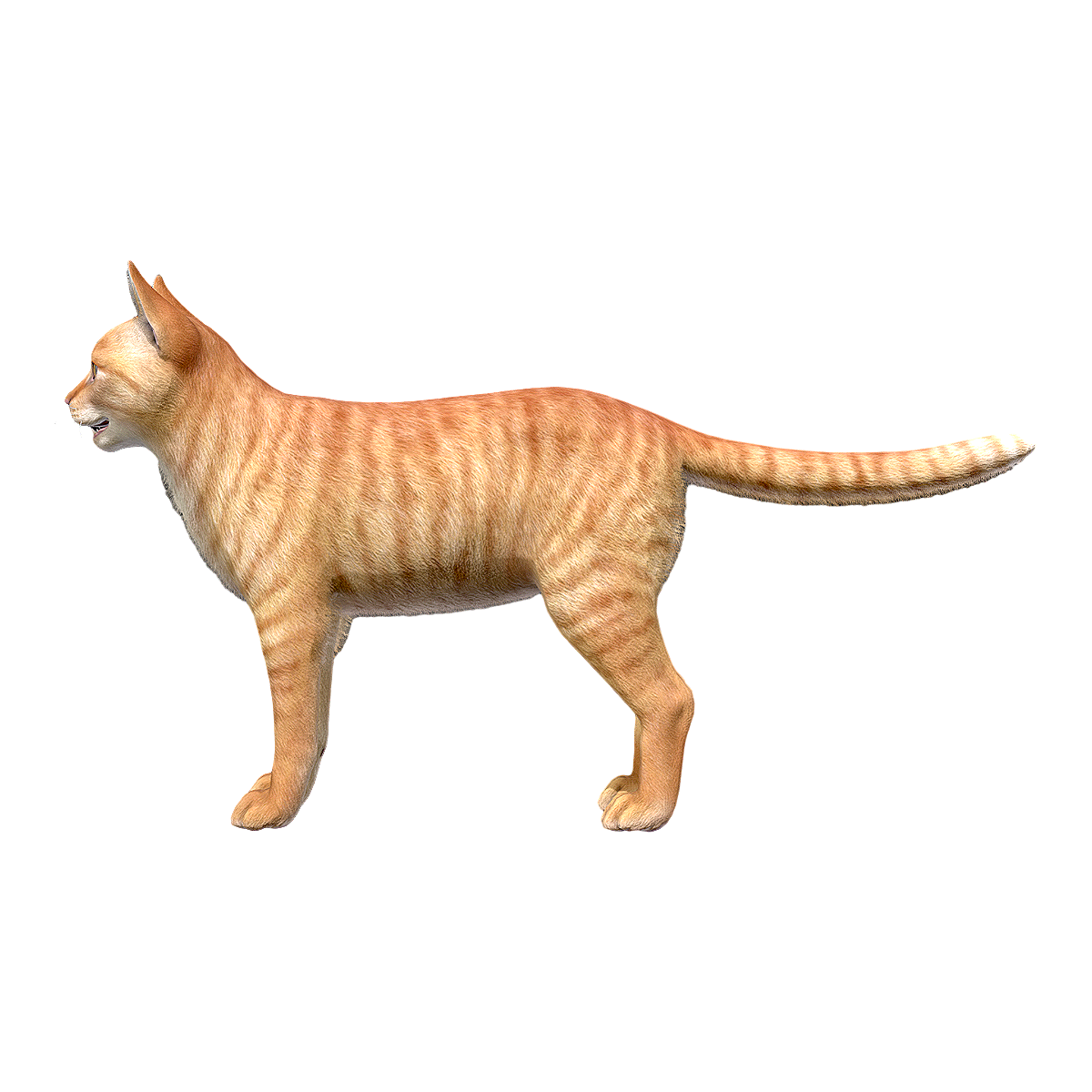 橘猫 | 猫咪,橘猫,宠物猫,橘子猫,桔猫,虎斑猫,黄猫,黄狸猫,中国本土猫品种,猫咪品种,3D模型,3D打印,3D素材,obj,glTF,fbx,dae,stl,3ds,glb,usdz,3dmax,blender模型,VisionPro,3D建模,3D扫描,3d打印模型