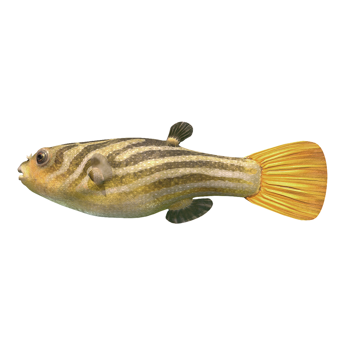 阿拉伯鲀 | 淡水鱼品种,常见的淡水鱼,阿拉伯鲀,斑马狗头,热带淡水鱼,观赏鱼品种,皮球鱼,金刚狗头,木纹狗头,阿拉伯鲀图片,3D模型,3D打印,3D素材,obj,glTF,fbx,dae,stl,3ds,glb,usdz,3dmax,blender模型,VisionPro,3D建模,3D扫描,3d打印模型