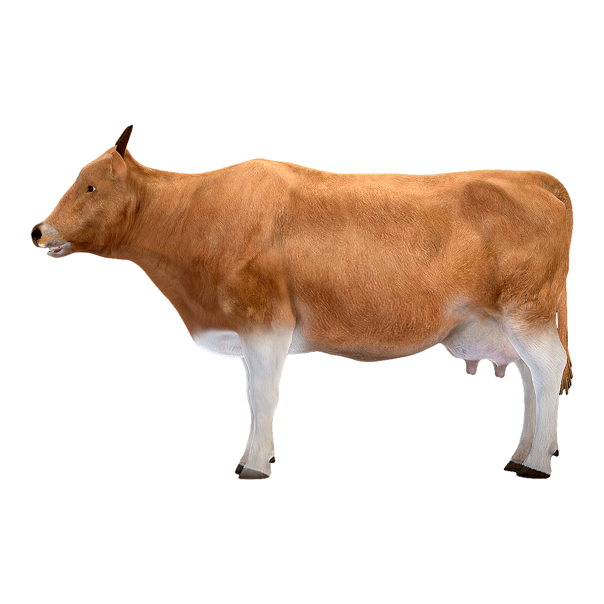 母牛 | 牛,母牛,雌性牛,亚科亚属动物,奶牛,牛奶,黄牛,母牛图片,奶牛图片,牲口,3D模型,3D打印,3D素材,obj,glTF,fbx,dae,stl,3ds,glb,usdz,3dmax,blender模型,VisionPro,3D建模,3D扫描,3d打印模型