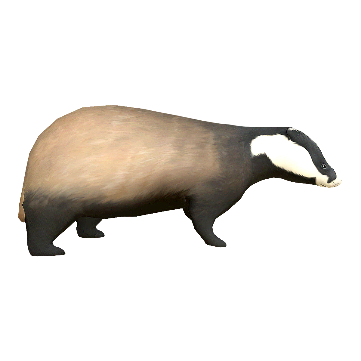 蜜獾 | 濒危野生动植物种国际贸易公约,自然界中的猛兽,喜欢独行的动物,脊索动物门鼬科动物,平头哥,蜜獾,大型鼬科动物,蜜獾图片,“世界上最无所畏惧的动物”,蜜獾熊,3D模型,3D打印,3D素材,obj,glTF,fbx,dae,stl,3ds,glb,usdz,3dmax,blender模型,VisionPro,3D建模,3D扫描,3d打印模型