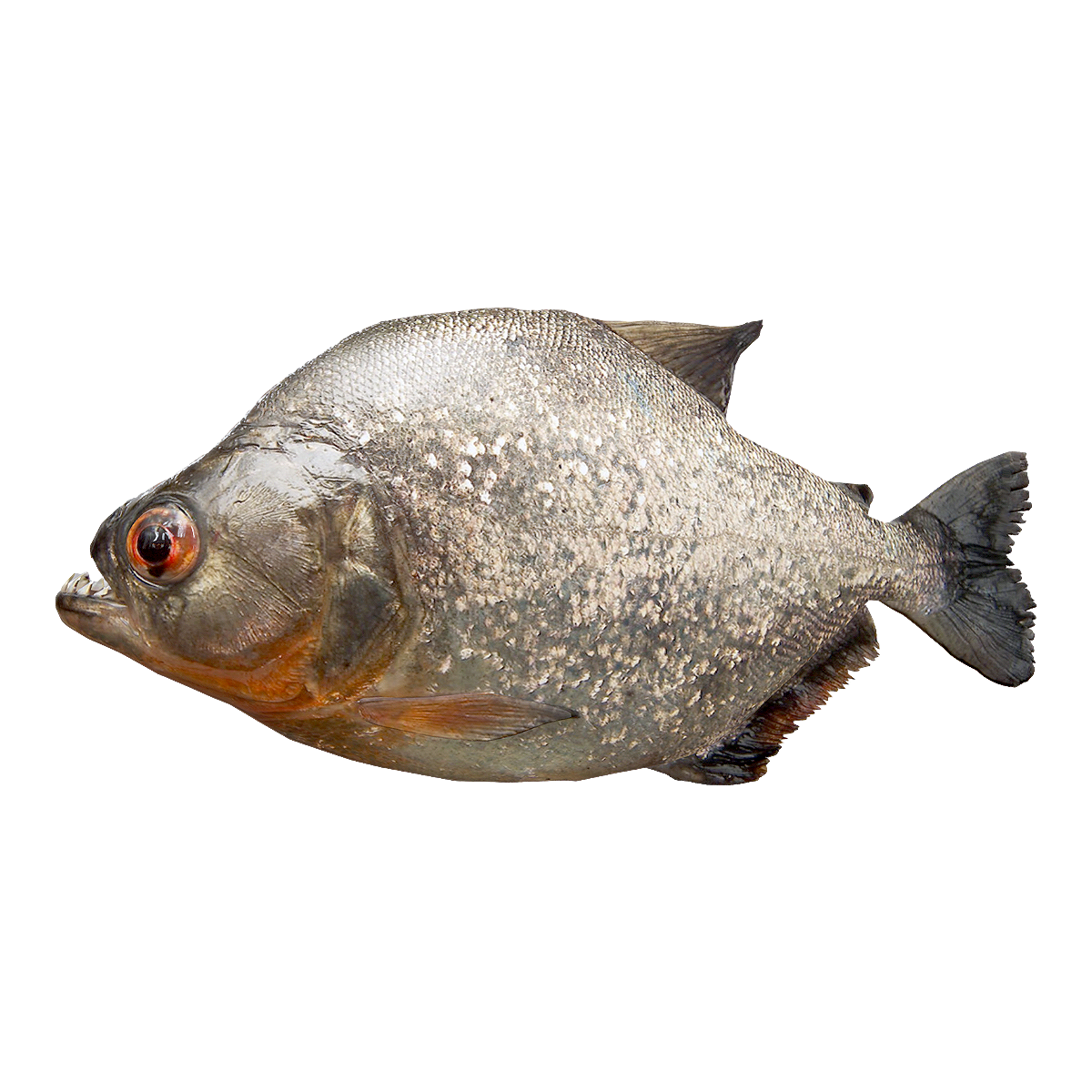 食人鲳 | 亚马逊河中的危险生物,食人鲳,水虎鱼,淡水鲳,比拉鱼,食人鱼,世界上危险的鱼类,动物中的“万人诅咒”,食人鱼图片,红比拉鱼,3D模型,3D打印,3D素材,obj,glTF,fbx,dae,stl,3ds,glb,usdz,3dmax,blender模型,VisionPro,3D建模,3D扫描,3d打印模型