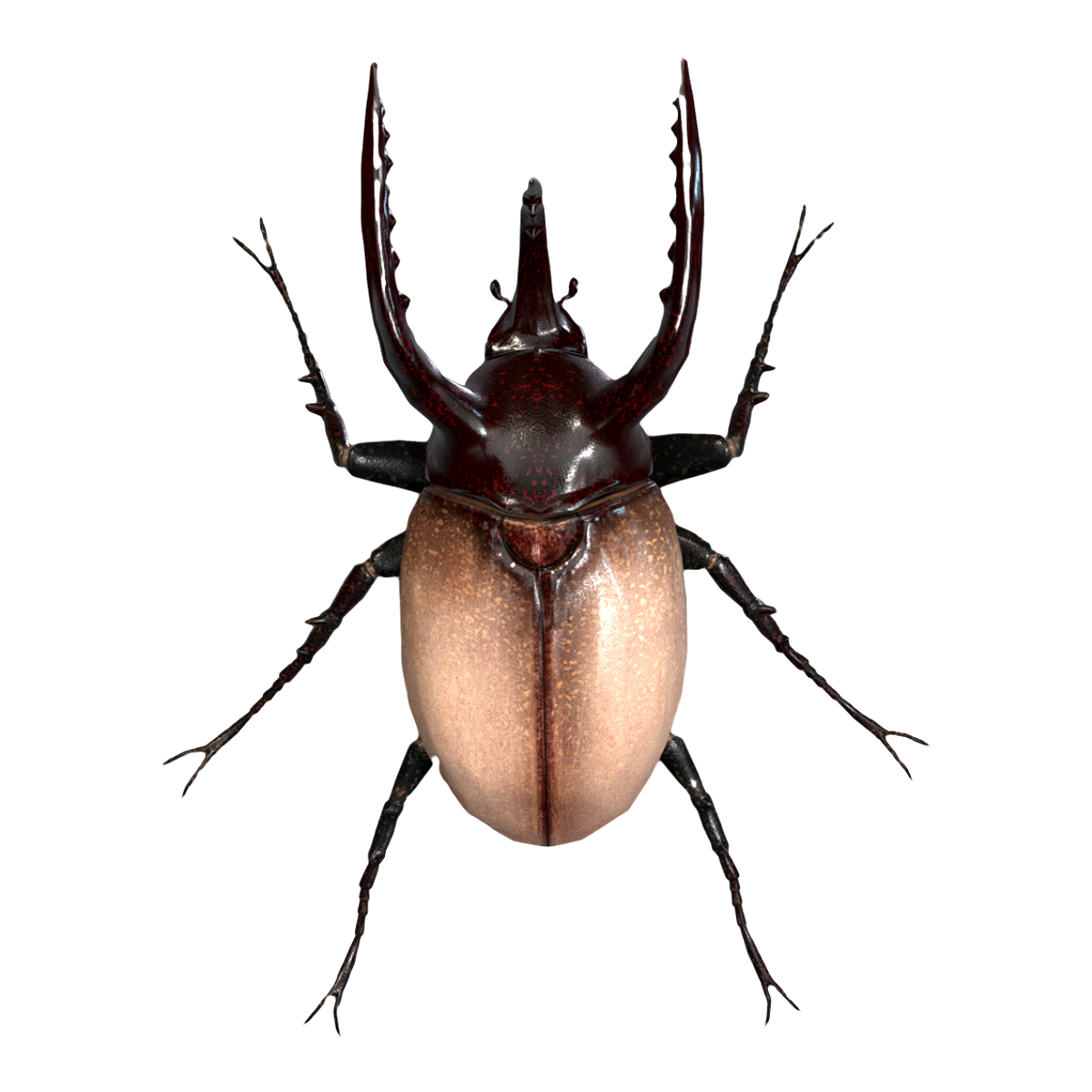 犀牛甲虫 | 昆虫,甲虫,甲壳虫,独角仙,犀牛甲虫,双叉犀金龟,犀金龟,体型较大的动物,大型昆虫,甲虫类昆虫,3D模型,3D打印,3D素材,obj,glTF,fbx,dae,stl,3ds,glb,usdz,3dmax,blender模型,VisionPro,3D建模,3D扫描,3d打印模型
