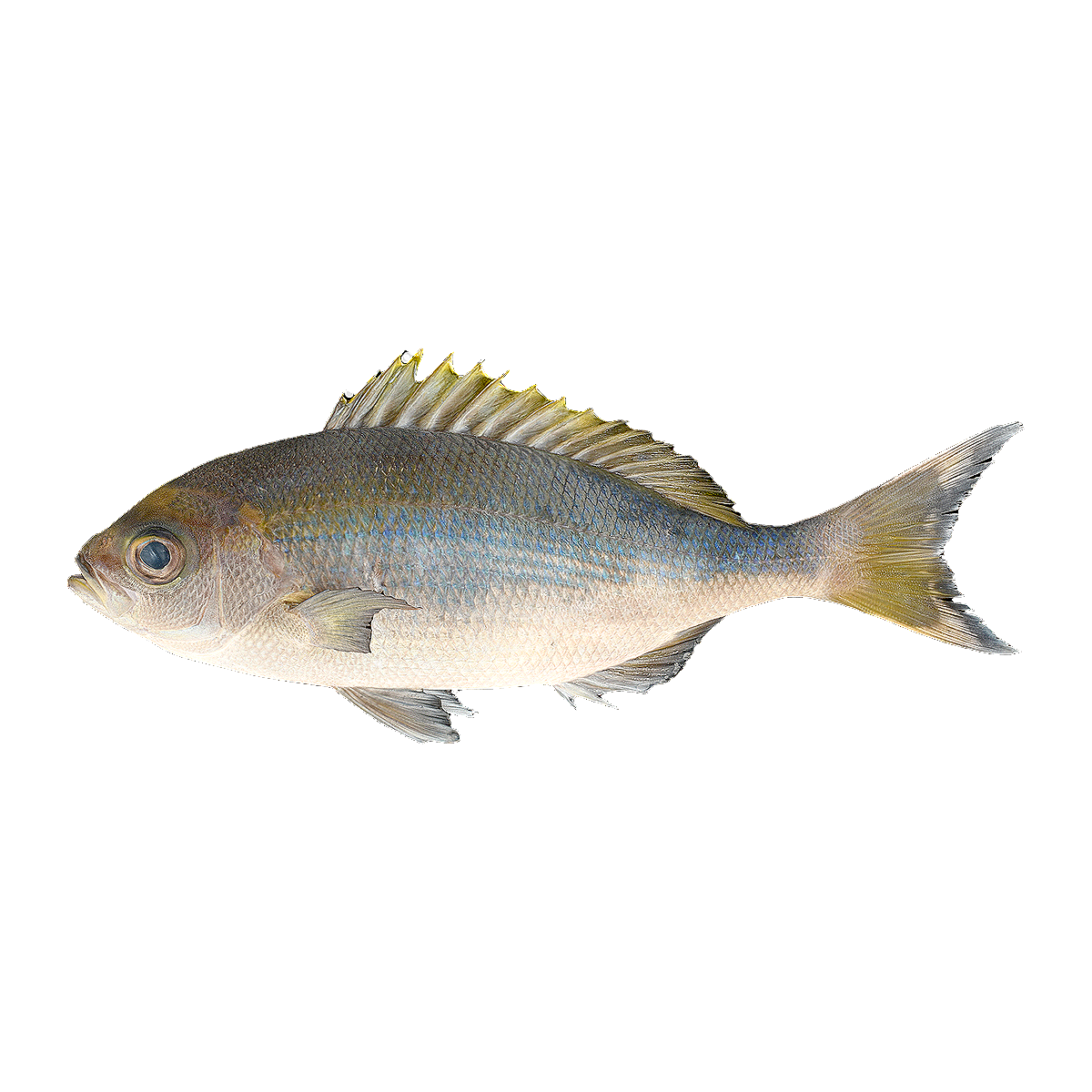 鲷鱼 | 海产,加吉鱼,班加吉,加真鲷,铜盆鱼,鲷鱼,食用鱼,鹦鲷,日本鲷鱼,鲷鱼图片,3D模型,3D打印,3D素材,obj,glTF,fbx,dae,stl,3ds,glb,usdz,3dmax,blender模型,VisionPro,3D建模,3D扫描,3d打印模型