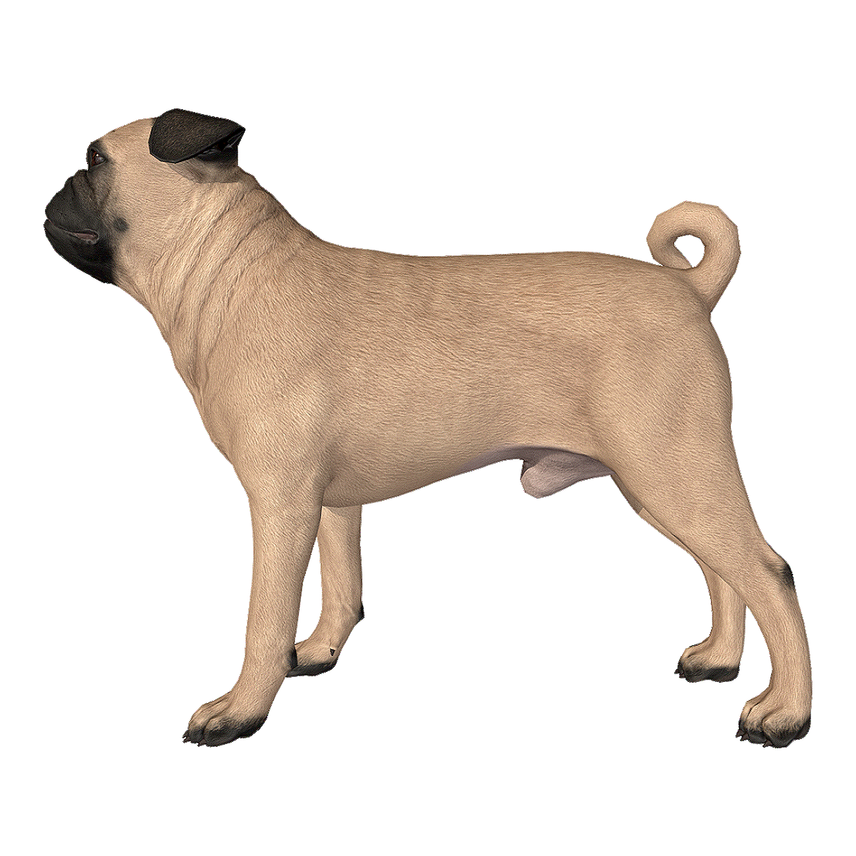 哈巴犬 | 宠物狗,哈巴犬,哈巴狗,荷兰斧头犬,荷兰犬,宠物中的玩赏犬,巴儿狗,巴哥犬,八哥犬,伴侣犬,3D模型,3D打印,3D素材,obj,glTF,fbx,dae,stl,3ds,glb,usdz,3dmax,blender模型,VisionPro,3D建模,3D扫描,3d打印模型