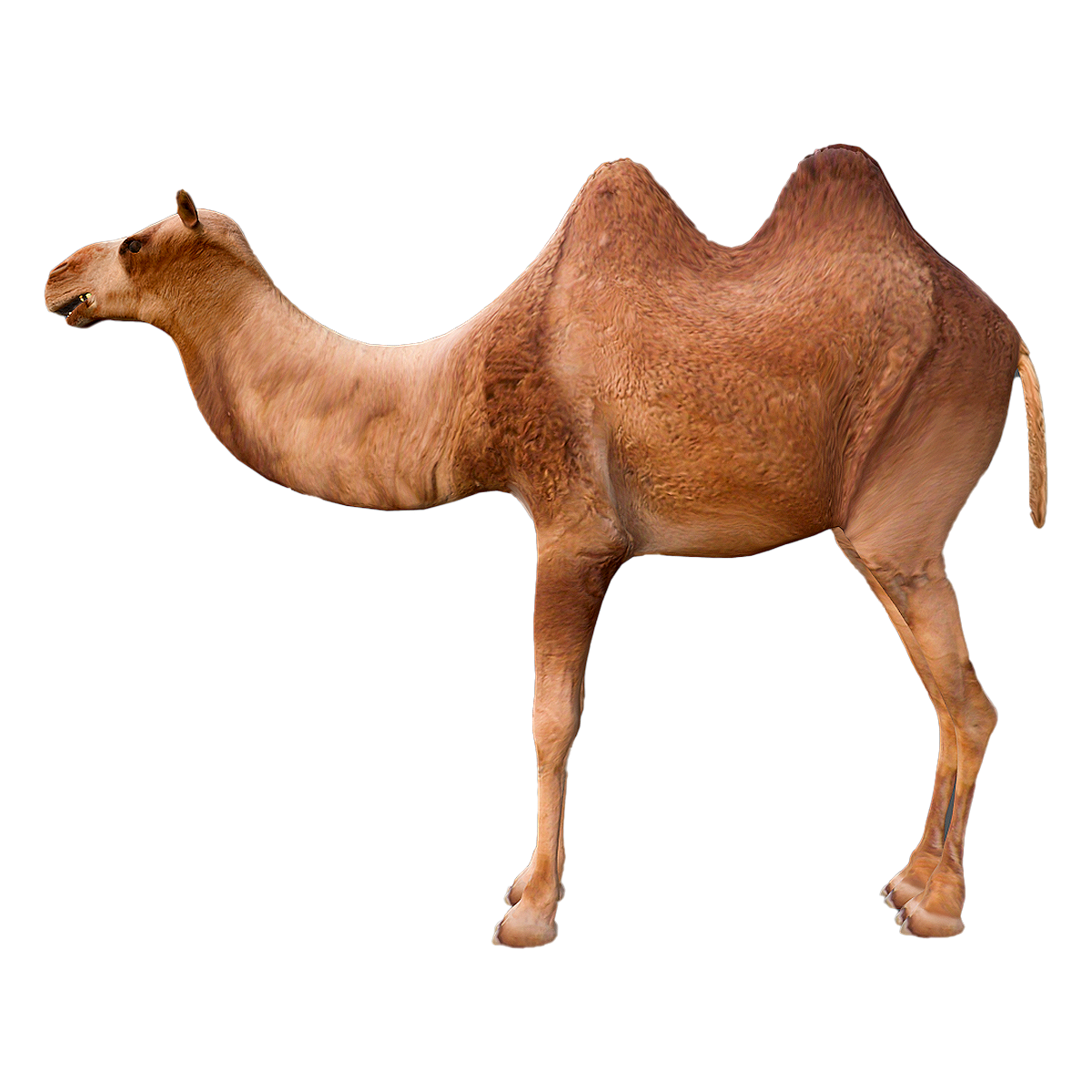 双峰驼 | 野生动物,骆驼,国家重点保护野生动物名录,中国物种红色名录,国家一级重点保护野生动物,国家一级保护动物,双峰驼,亚洲的濒危动物,沙漠之舟,野骆驼,3D模型,3D打印,3D素材,obj,glTF,fbx,dae,stl,3ds,glb,usdz,3dmax,blender模型,VisionPro,3D建模,3D扫描,3d打印模型