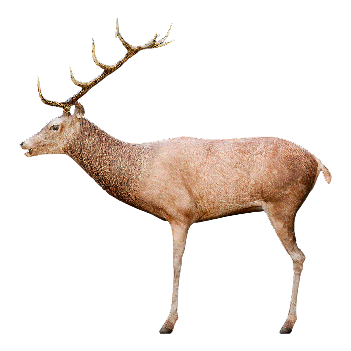 红鹿 | 食草动物,鹿,八叉鹿,赤鹿,红鹿,黄臀赤鹿,科西嘉红鹿,麇鹿,白臀鹿,国家重点保护野生动物,3D模型,3D打印,3D素材,obj,glTF,fbx,dae,stl,3ds,glb,usdz,3dmax,blender模型,VisionPro,3D建模,3D扫描,3d打印模型