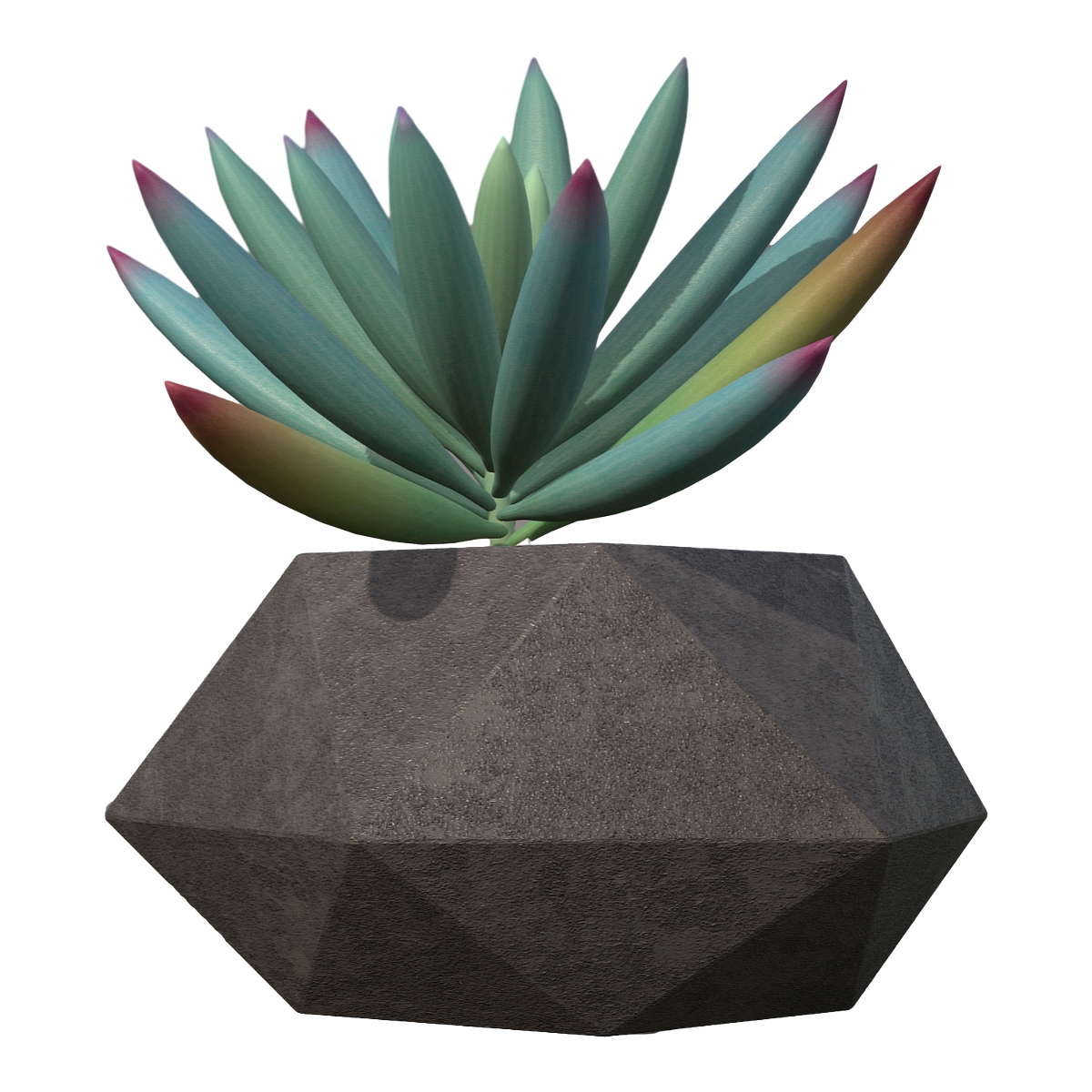 家养多肉绿植盆栽-乙女心多肉 | 多肉植物,绿植,多肉,绿色植物,盆栽3D模型,家养,多肉盆栽,观赏植物,乙女心多肉,乙女心,3D模型,3D打印,3D素材,obj,glTF,fbx,dae,stl,3ds,glb,usdz,3dmax,blender模型,VisionPro,3D建模,3D扫描,3d打印模型