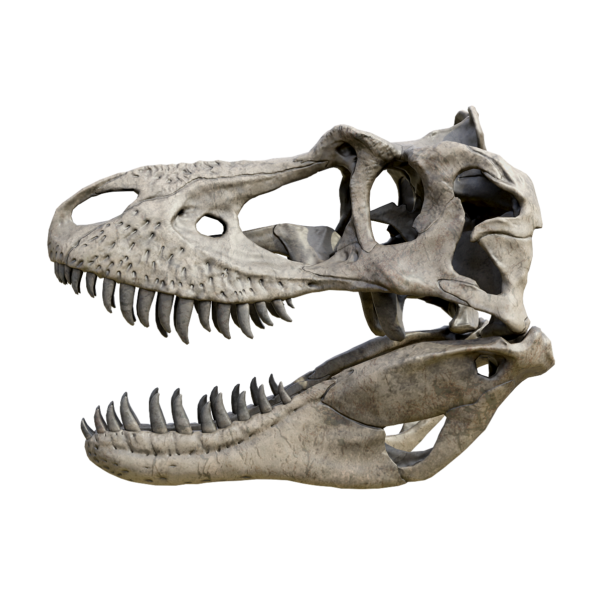 蛇发女怪龙头骨化石-张口 | 恐龙,白垩纪晚期,头骨化石3D模型,蛇发女怪龙,蛇发女怪龙头骨化石,大型暴龙,暴龙类,阿尔伯塔龙亚科,身型9米长,重2吨,3D模型,3D打印,3D素材,obj,glTF,fbx,dae,stl,3ds,glb,usdz,3dmax,blender模型,VisionPro,3D建模,3D扫描,3d打印模型