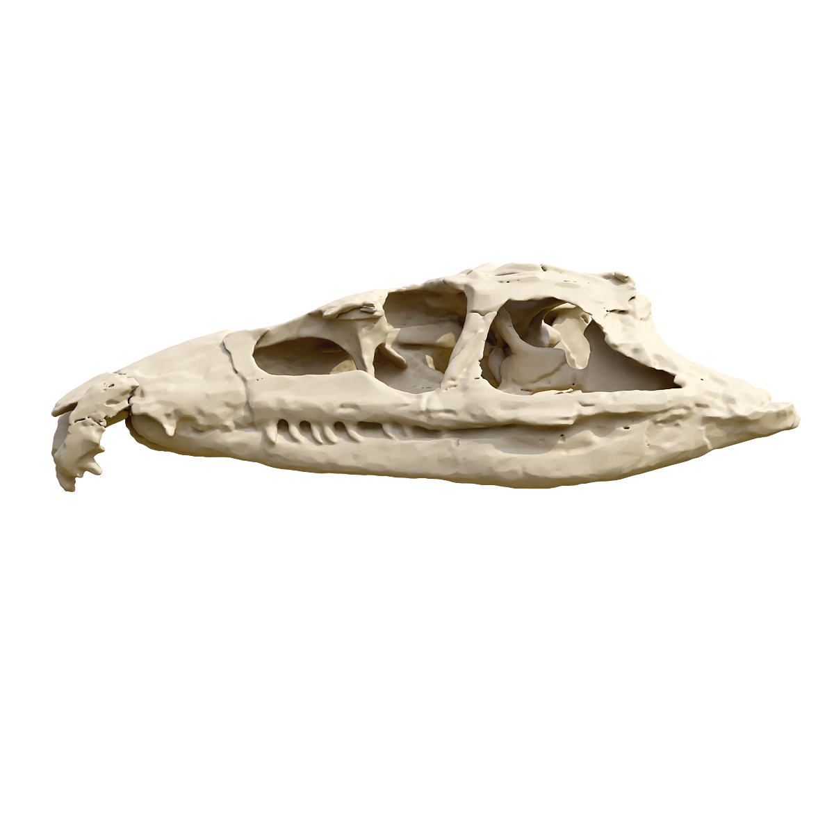 古鳄属头骨化石 | 爬行动物,头骨化石3D模型,古鳄属,古鳄属头骨化石,Proterosuchus,古鳄科,三叠纪早期,主龙形类,最大型的陆地爬行动物之一,爬行纲,3D模型,3D打印,3D素材,obj,glTF,fbx,dae,stl,3ds,glb,usdz,3dmax,blender模型,VisionPro,3D建模,3D扫描,3d打印模型