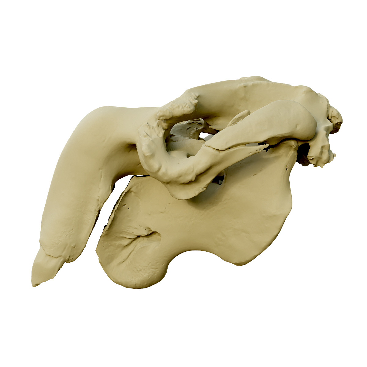 儒艮头骨 | 哺乳动物,头骨3D模型,儒艮科,儒艮,儒艮头骨,海牛目,“人鱼”,海洋草食性动物,性情温驯,海牛,3D模型,3D打印,3D素材,obj,glTF,fbx,dae,stl,3ds,glb,usdz,3dmax,blender模型,VisionPro,3D建模,3D扫描,3d打印模型