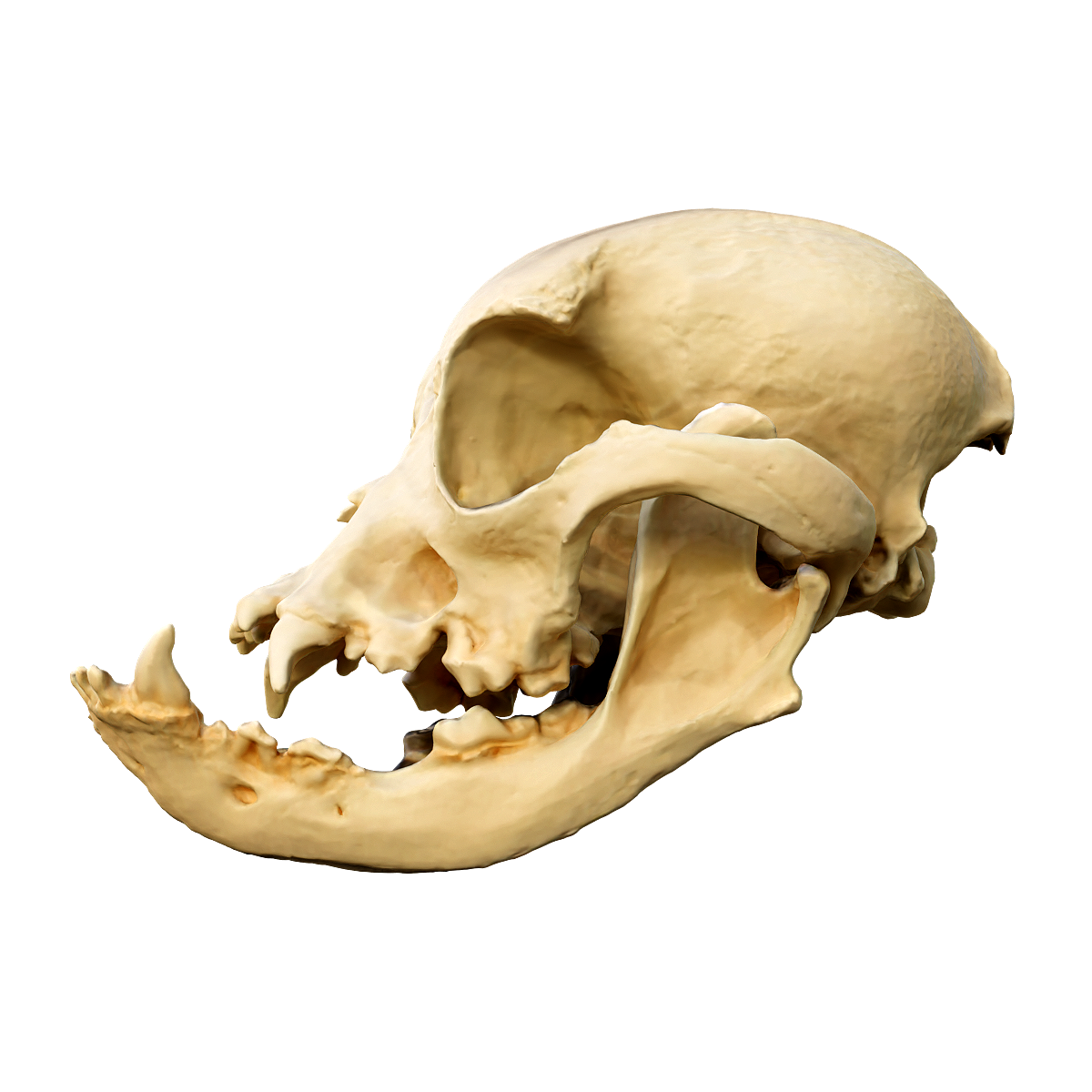 斗牛犬头骨 | 食肉动物,哺乳动物,头骨,头骨3D模型,食肉目,斗牛犬,斗牛犬头骨,老虎狗,牛头犬,犬科,3D模型,3D打印,3D素材,obj,glTF,fbx,dae,stl,3ds,glb,usdz,3dmax,blender模型,VisionPro,3D建模,3D扫描,3d打印模型