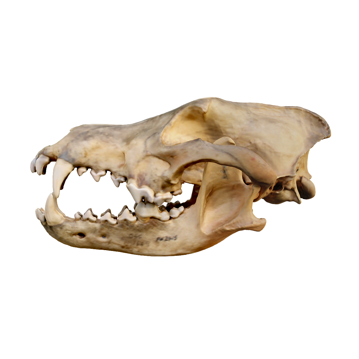 狼头骨 | 食肉动物,哺乳动物,头骨,头骨3D模型,群居动物,夜行性动物,狼,食肉目,犬科,狼头骨,3D模型,3D打印,3D素材,obj,glTF,fbx,dae,stl,3ds,glb,usdz,3dmax,blender模型,VisionPro,3D建模,3D扫描,3d打印模型
