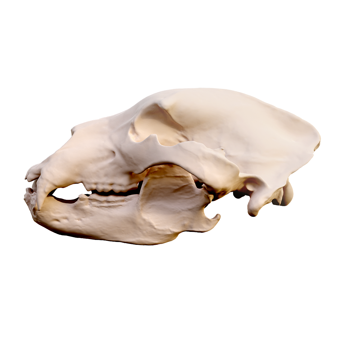 棕熊头骨 | 杂食动物,头骨3D模型,棕熊,棕熊头骨,熊科,大型哺乳动物,体形健硕,寿命20-30年,需冬眠,布伦熊,3D模型,3D打印,3D素材,obj,glTF,fbx,dae,stl,3ds,glb,usdz,3dmax,blender模型,VisionPro,3D建模,3D扫描,3d打印模型