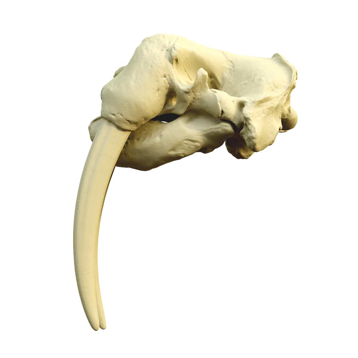 海象头骨 | 头骨3D模型,海象,肉食动物,食肉目,海象头骨,海象科,胃口大,生存技能多,生活在水深80米以内,偏爱碎石底,3D模型,3D打印,3D素材,obj,glTF,fbx,dae,stl,3ds,glb,usdz,3dmax,blender模型,VisionPro,3D建模,3D扫描,3d打印模型