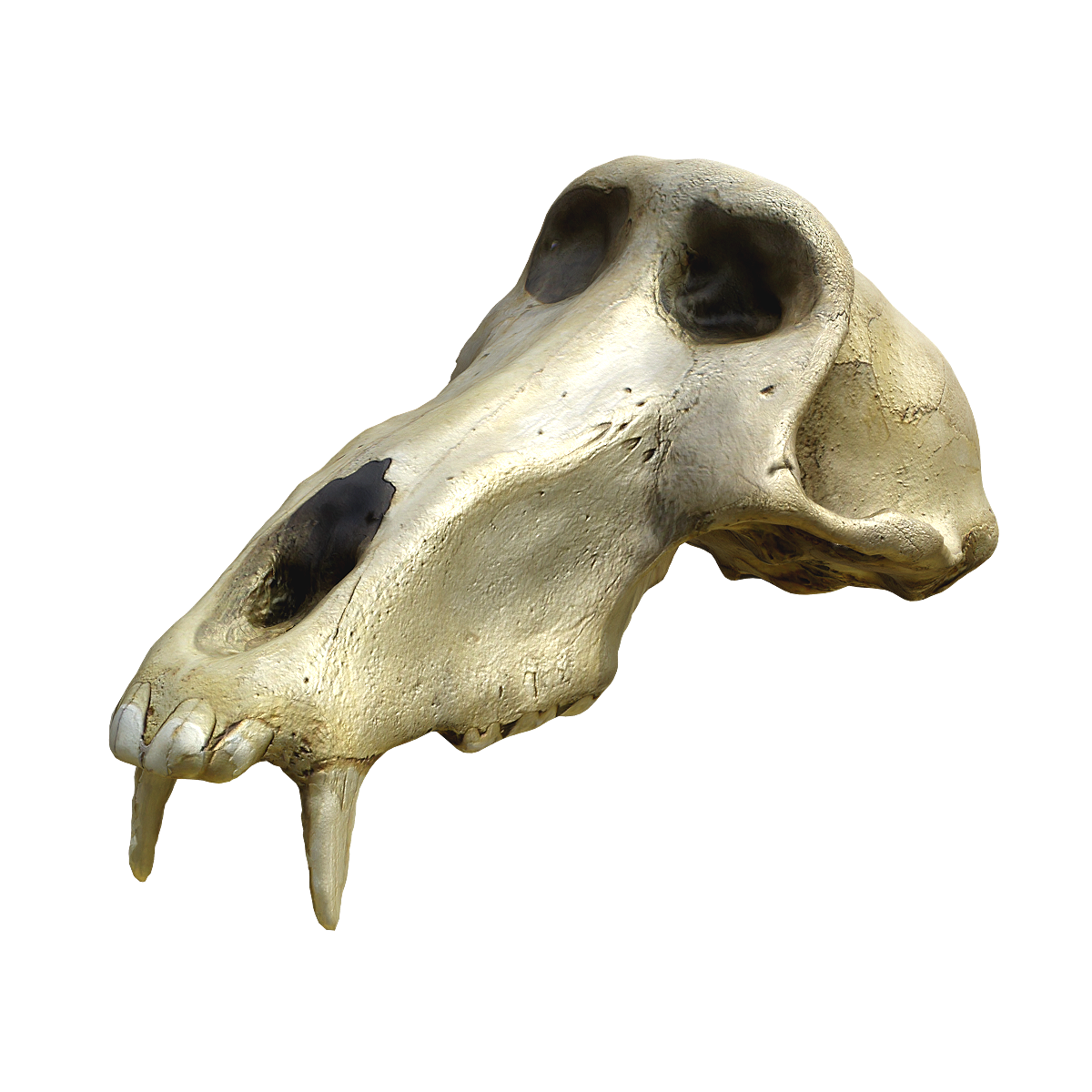 狒狒上半头骨 | 群居,头骨3D模型,狒狒头骨,上半头骨,狒狒,灵长目,猴科,体型较大,善游泳,白天活动,3D模型,3D打印,3D素材,obj,glTF,fbx,dae,stl,3ds,glb,usdz,3dmax,blender模型,VisionPro,3D建模,3D扫描,3d打印模型