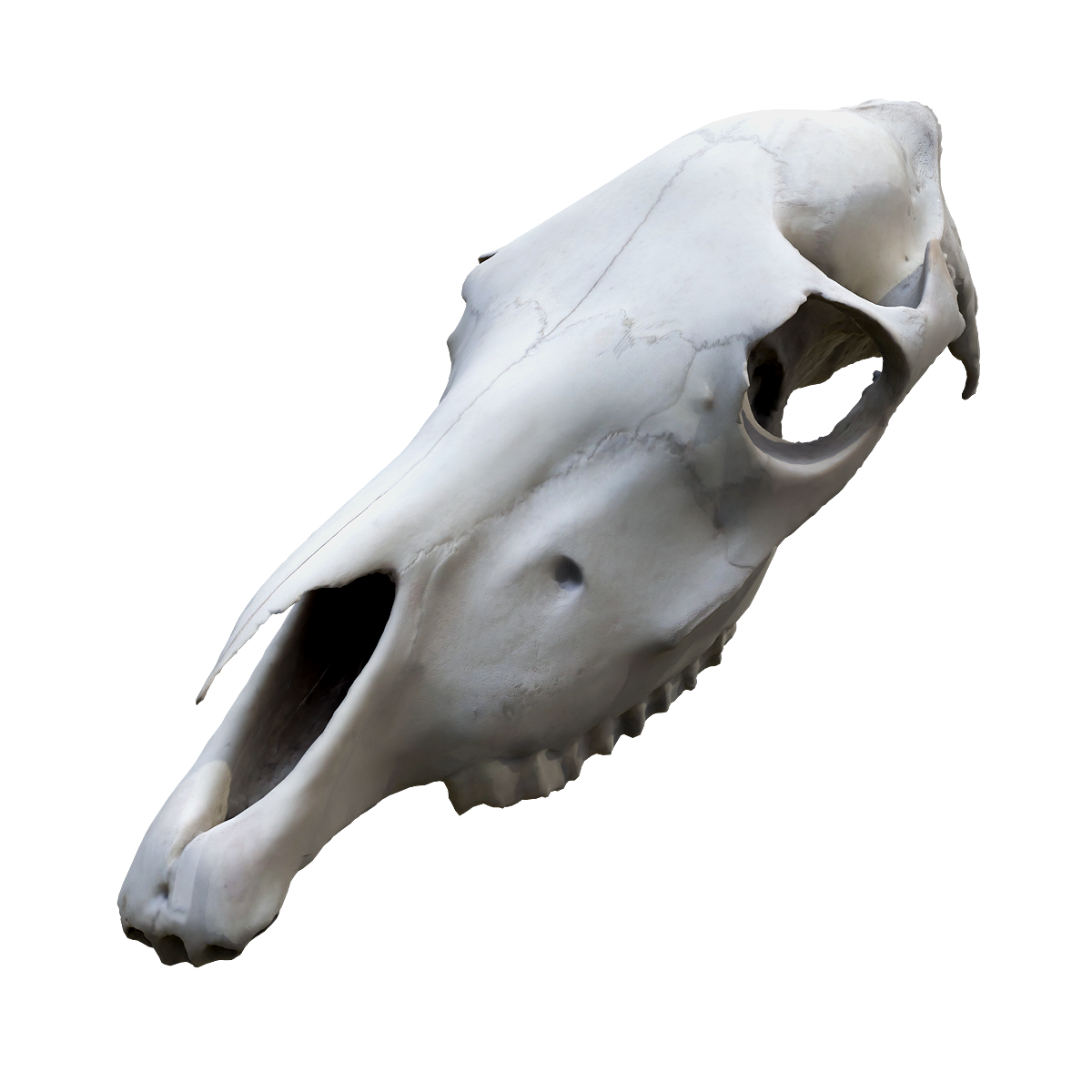 马上半头骨 | 食草动物,哺乳动物,野马,马,头骨3D模型,家马,奇蹄目,马上半头骨,马科,经系统发达,3D模型,3D打印,3D素材,obj,glTF,fbx,dae,stl,3ds,glb,usdz,3dmax,blender模型,VisionPro,3D建模,3D扫描,3d打印模型