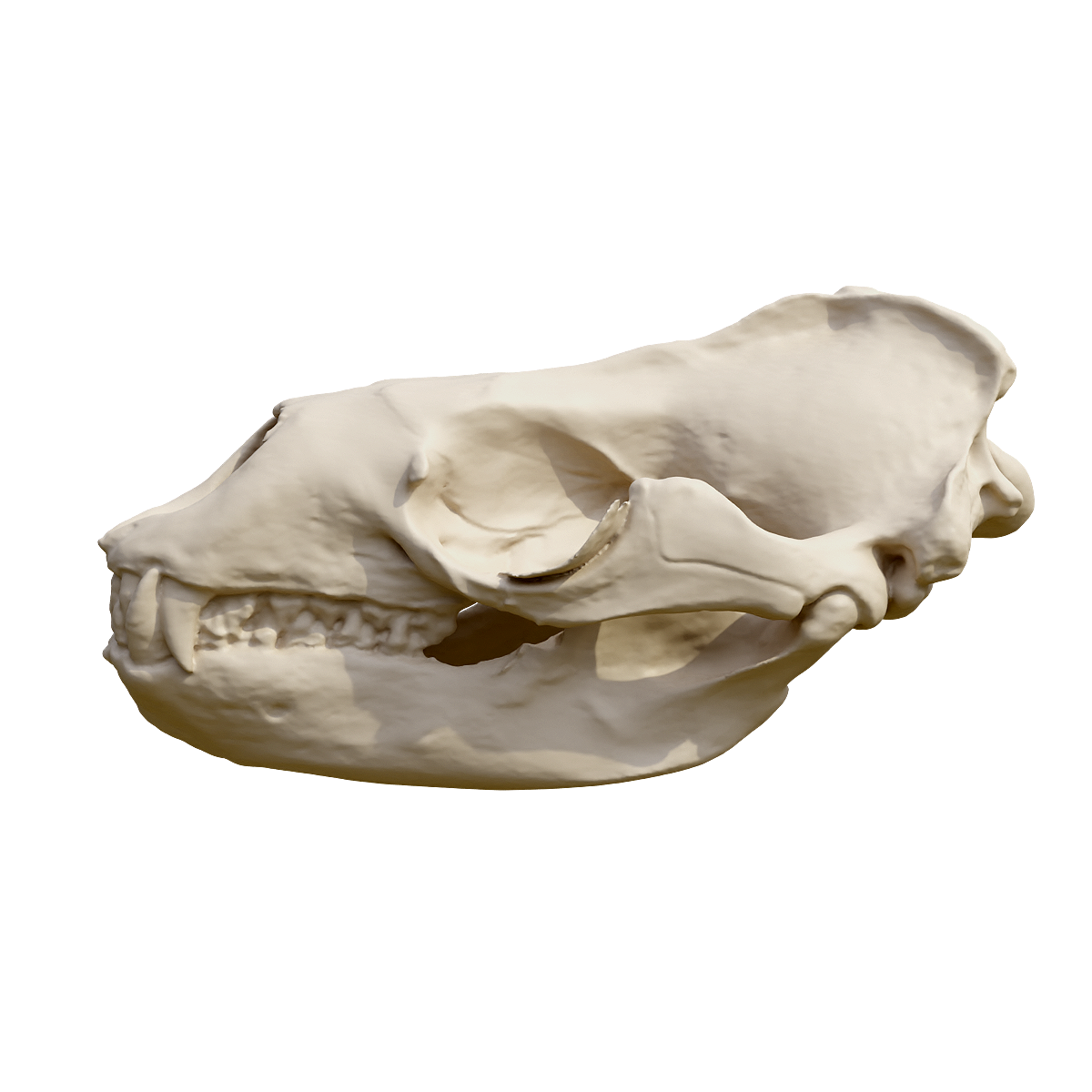 海豹头骨 | 食肉动物,哺乳动物,海洋动物,群居,头骨3D模型,海豹,海豹头骨,鳍足目,海豹科,沿海地区,3D模型,3D打印,3D素材,obj,glTF,fbx,dae,stl,3ds,glb,usdz,3dmax,blender模型,VisionPro,3D建模,3D扫描,3d打印模型