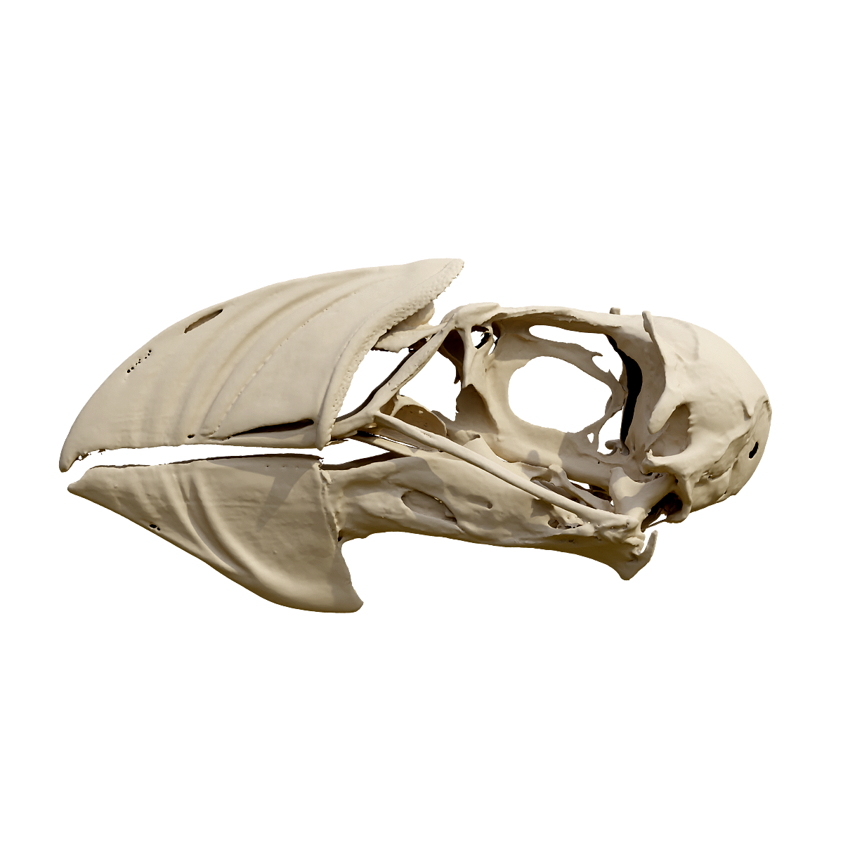 海鹦头骨 | 哺乳动物,头骨3D模型,鸟纲,肉食动物,海鹦,海鹦头骨,海雀科,善于游泳和潜水,喜欢群居,栖息于海上,3D模型,3D打印,3D素材,obj,glTF,fbx,dae,stl,3ds,glb,usdz,3dmax,blender模型,VisionPro,3D建模,3D扫描,3d打印模型