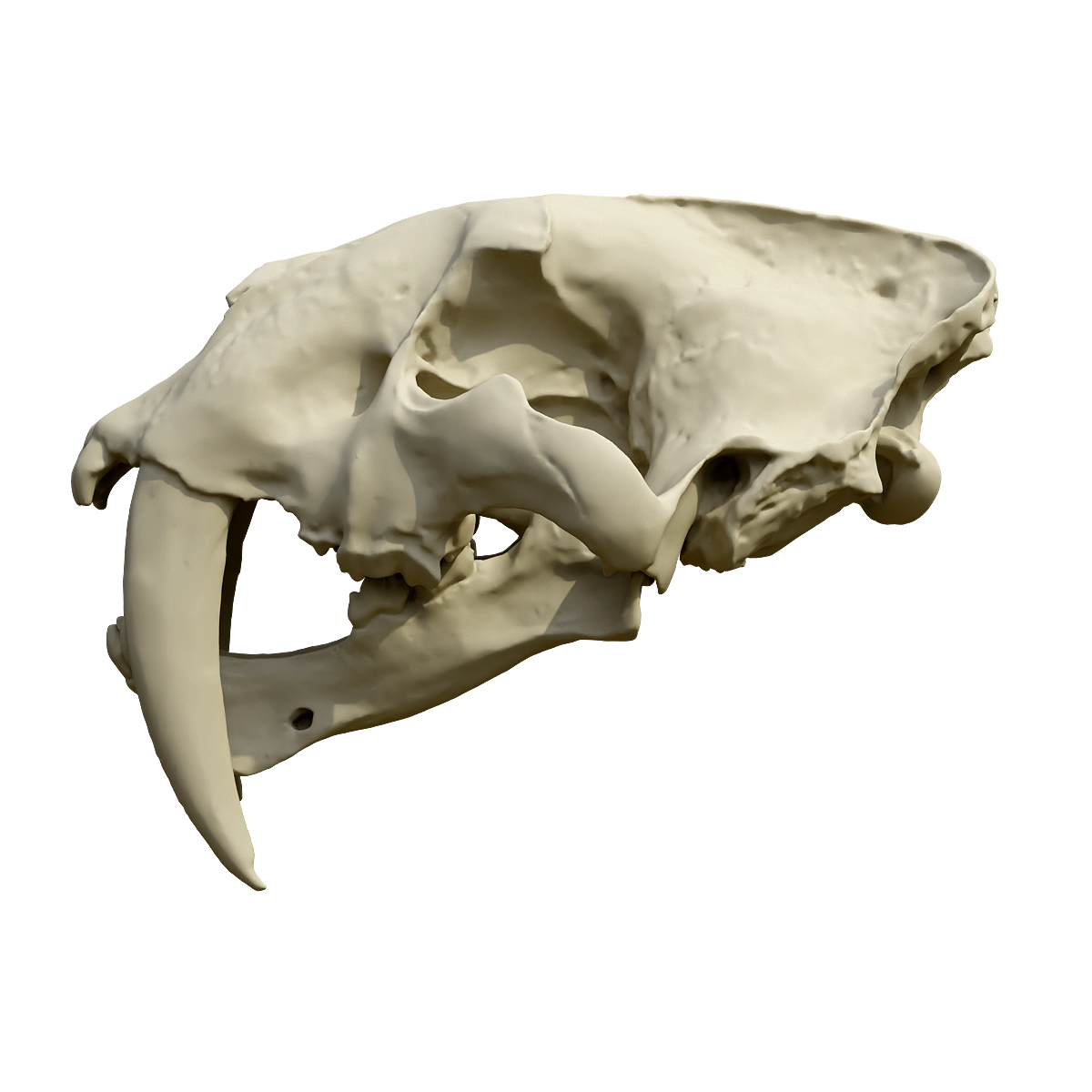 剑齿虎头骨化石 | 食肉动物,哺乳动物,剑齿虎,头骨化石3D模型,猫科,食肉目,剑齿虎头骨化石,第四纪冰川时期,伏击捕猎,体型大,3D模型,3D打印,3D素材,obj,glTF,fbx,dae,stl,3ds,glb,usdz,3dmax,blender模型,VisionPro,3D建模,3D扫描,3d打印模型