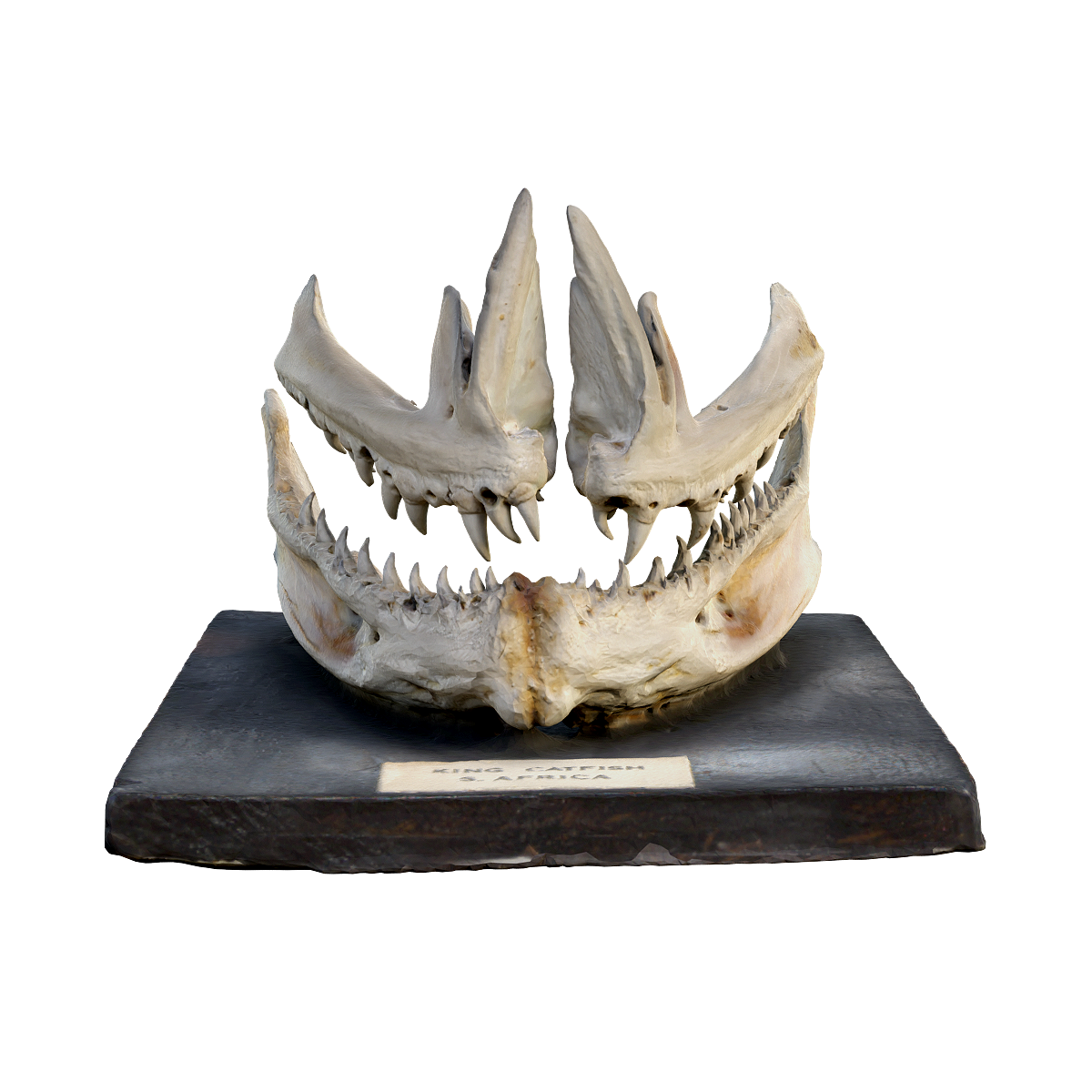 鲶鱼下颚 | 食肉动物,卵生动物,鲶鱼,鲶鱼下颚,头骨下颚3D模型,鲇,硬骨鱼,塘虱鱼,夜间或黎明时活动觅食,中国天然水体三大淡水鱼类之一,3D模型,3D打印,3D素材,obj,glTF,fbx,dae,stl,3ds,glb,usdz,3dmax,blender模型,VisionPro,3D建模,3D扫描,3d打印模型