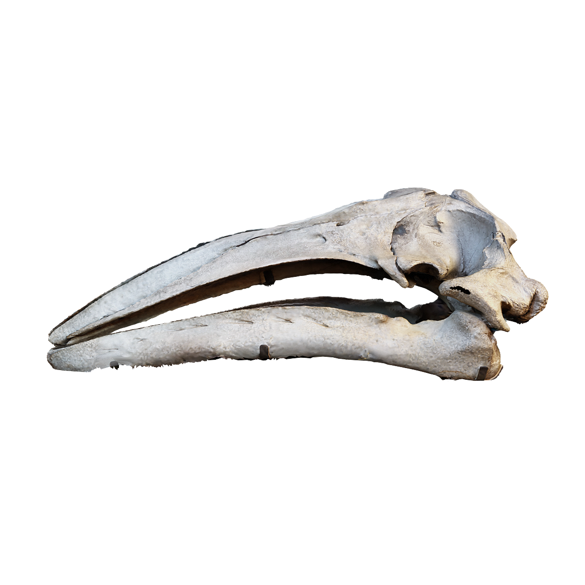 灰鲸头骨 | 食肉动物,哺乳动物,头骨3D模型,体形庞大,灰鲸,Eschrichtiusrobustus,灰鲸头骨,鲸偶蹄目,灰鲸科,“灰色的岩岸游泳者”,3D模型,3D打印,3D素材,obj,glTF,fbx,dae,stl,3ds,glb,usdz,3dmax,blender模型,VisionPro,3D建模,3D扫描,3d打印模型