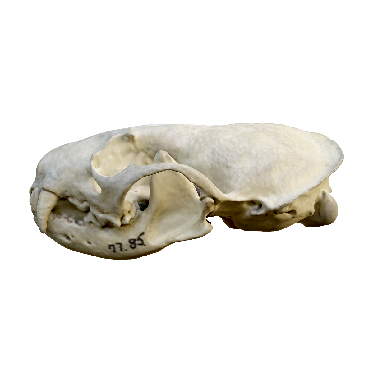 水貂头骨 | 食肉动物,头骨3D模型,食肉目,鼬科,水貂,水貂头骨,Neovisonvison,游泳能手,近淡水的地区,嗅觉、听觉灵敏,3D模型,3D打印,3D素材,obj,glTF,fbx,dae,stl,3ds,glb,usdz,3dmax,blender模型,VisionPro,3D建模,3D扫描,3d打印模型