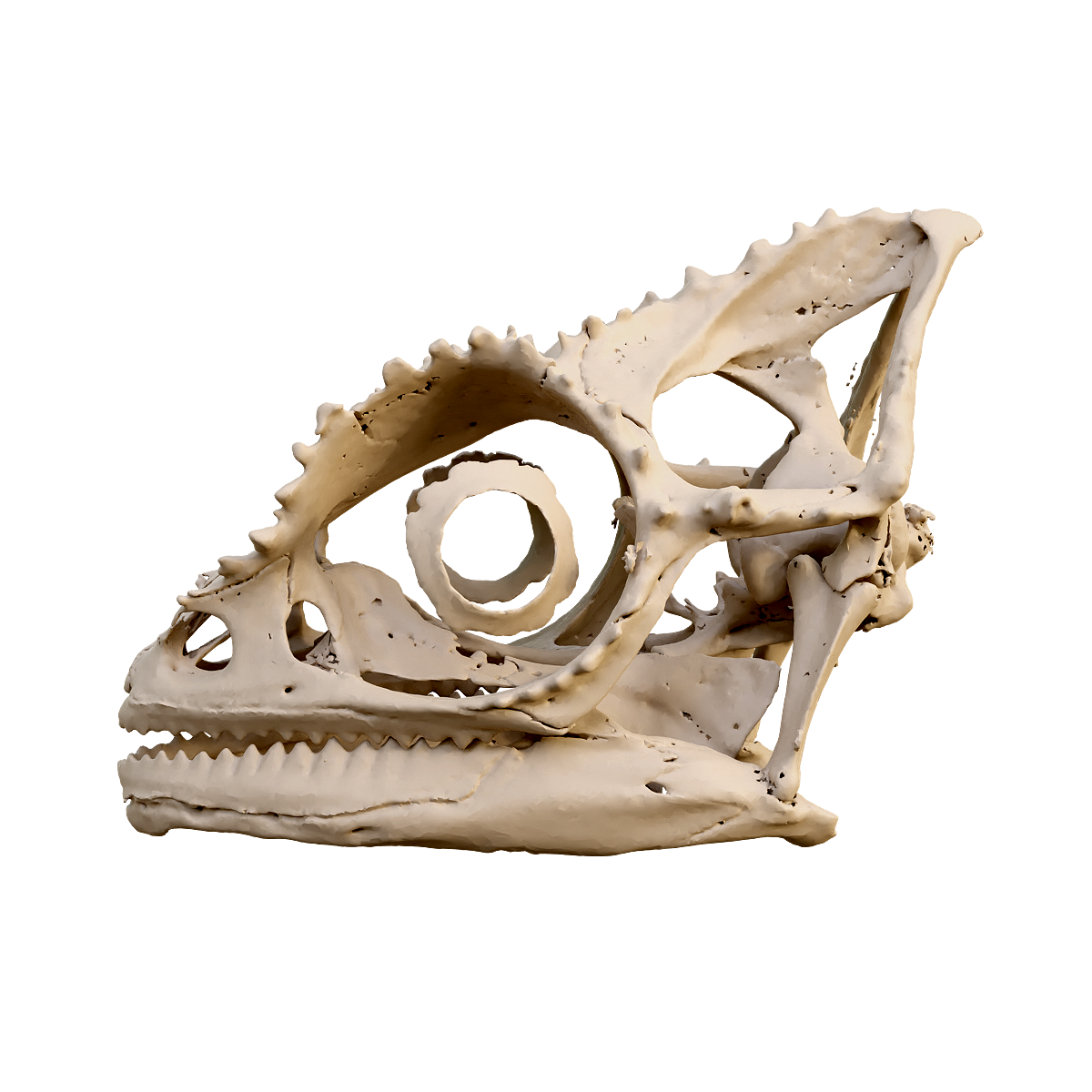 变色龙头骨 | 爬行动物,头骨3D模型,变色龙,肉食动物,卵生动物,行动缓慢,变色龙头骨,蜥蜴目,避役,Chamaeleonidae,3D模型,3D打印,3D素材,obj,glTF,fbx,dae,stl,3ds,glb,usdz,3dmax,blender模型,VisionPro,3D建模,3D扫描,3d打印模型